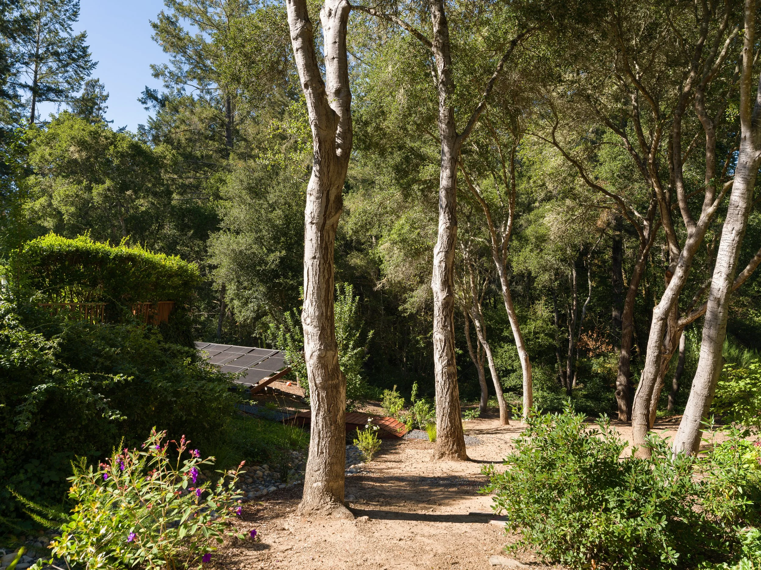 A sunny garden with tall trees, bushes, flowers, and a pathway.