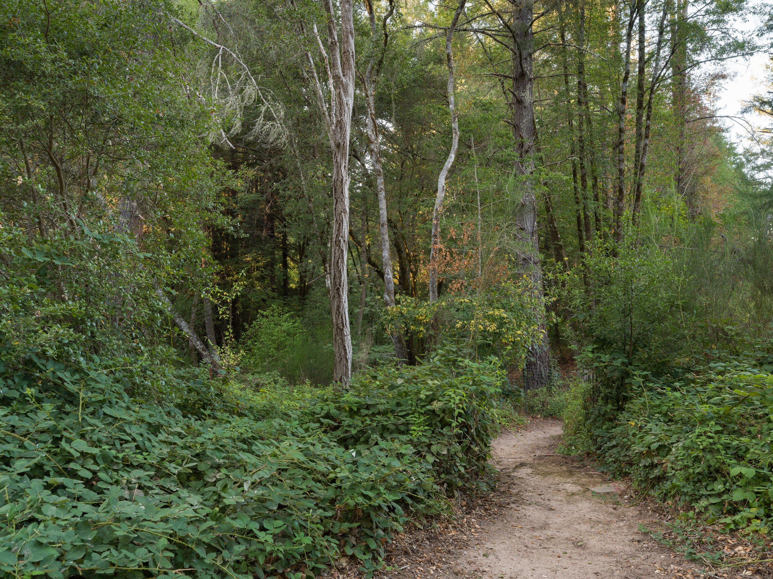 A forest trail surrounded by dense green foliage, with tall trees lining the path on a cloudy day.