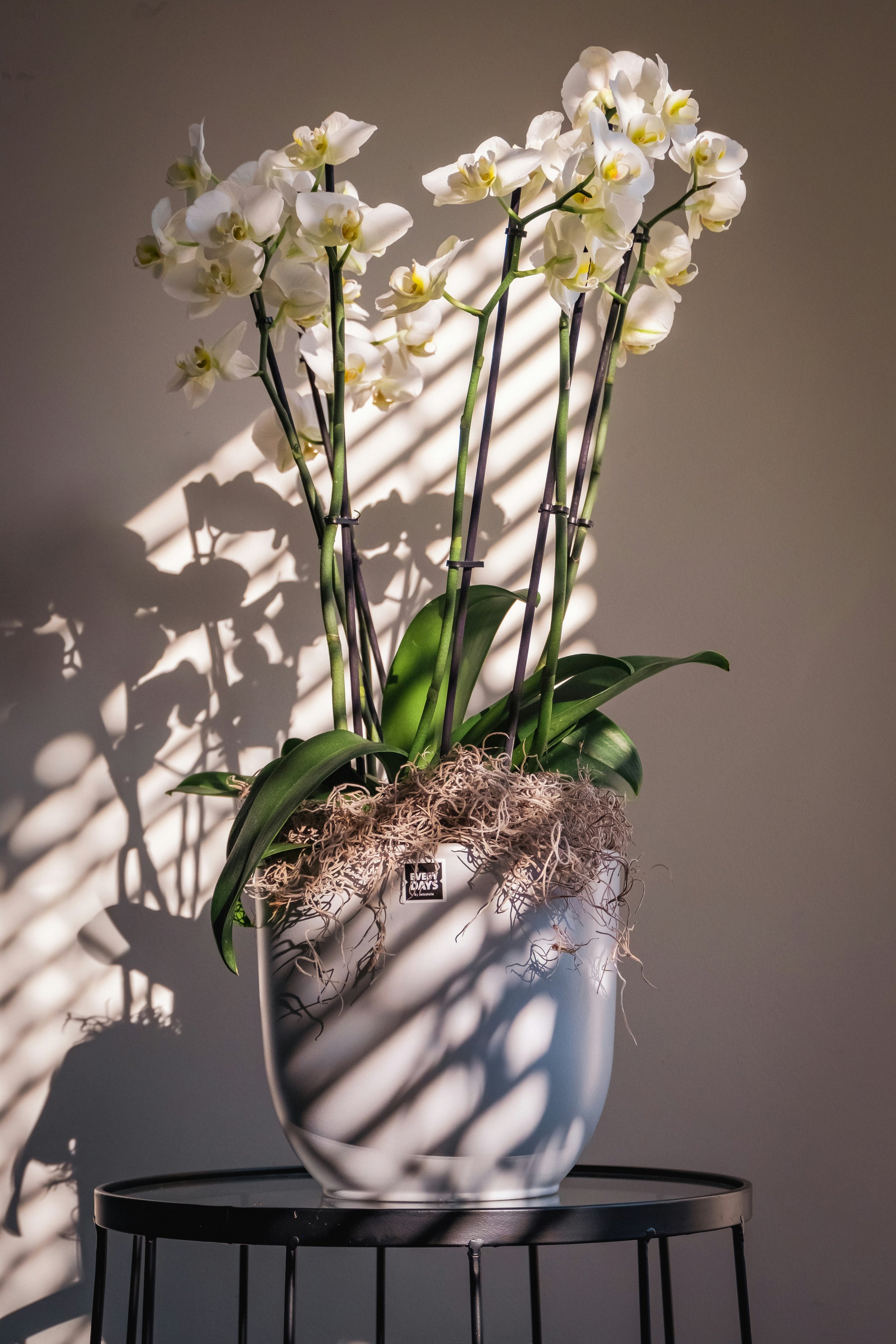 White Phalaenopsis orchids in a ceramic pot on a black stand, illuminated by sunlight and casting shadows on a neutral wall.