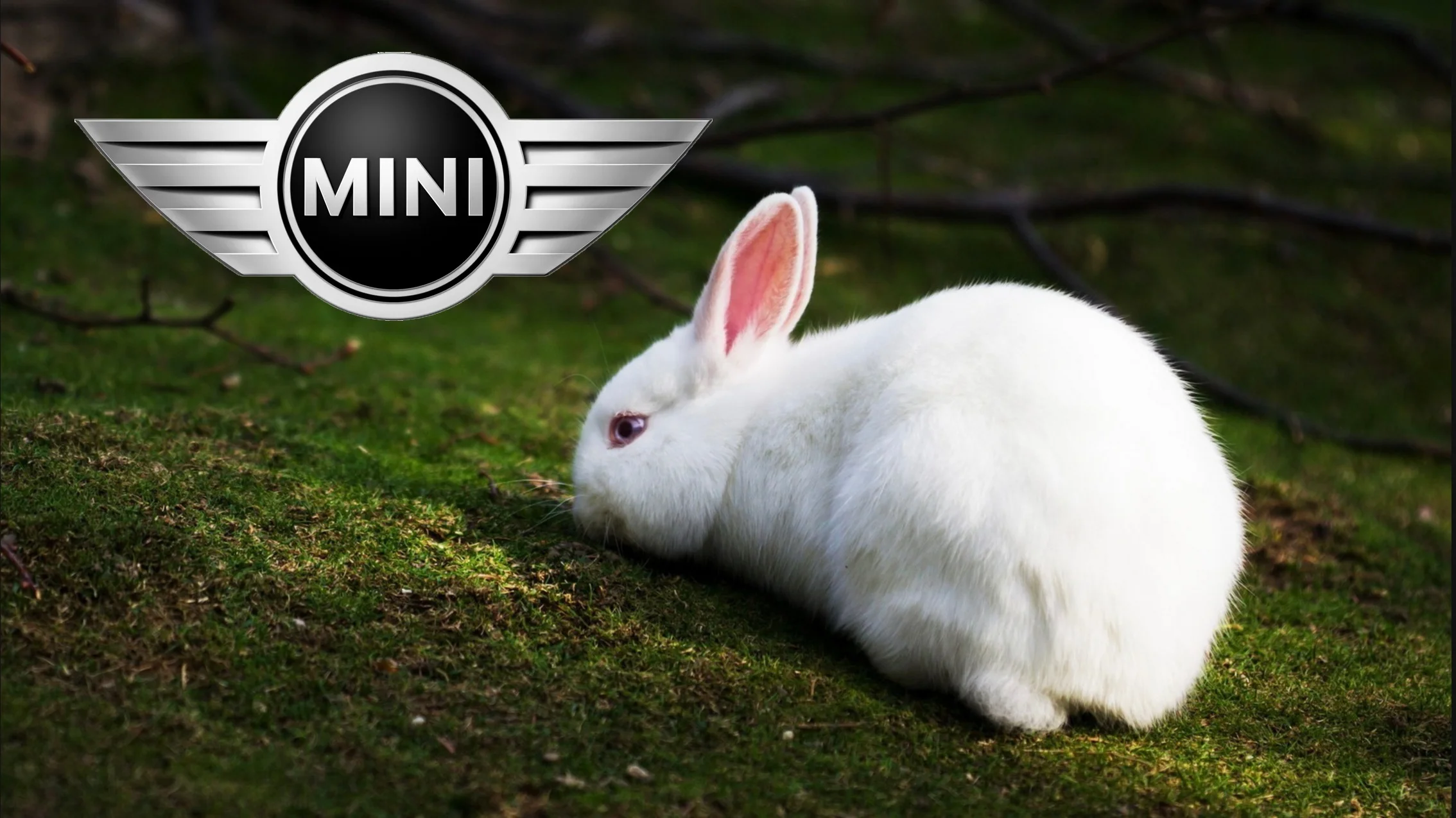 MINI White Rabbit 🏆