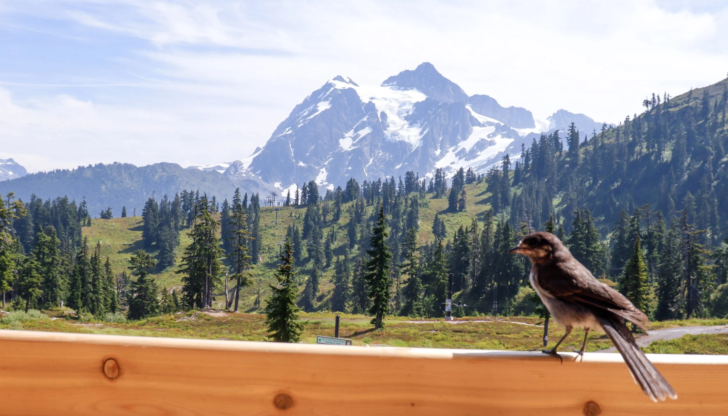Scenic view of snow-capped mountains, evergreen trees, and a brown bird in the foreground, with a wooden railing.