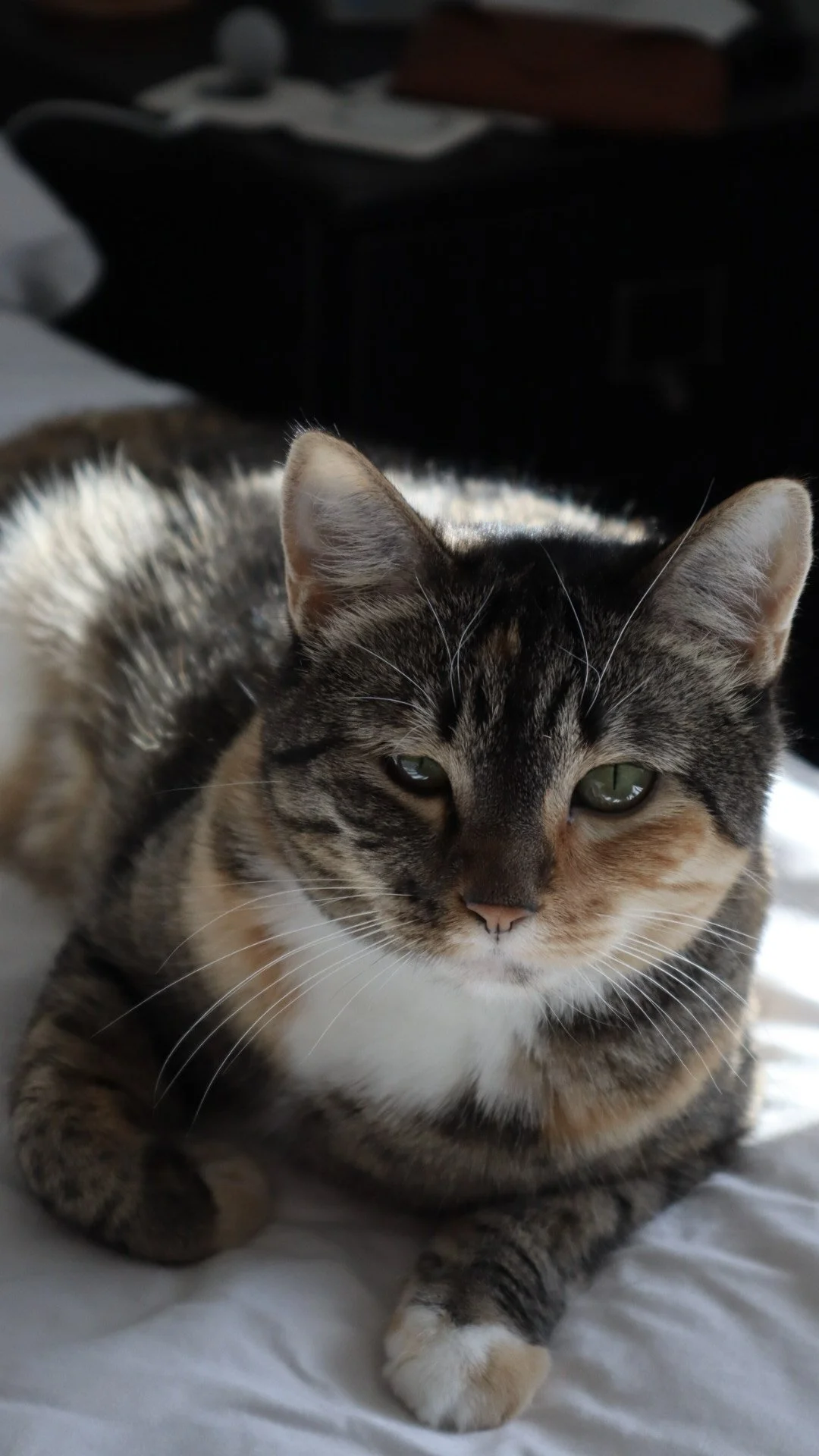Phoebe, Cat Squinting