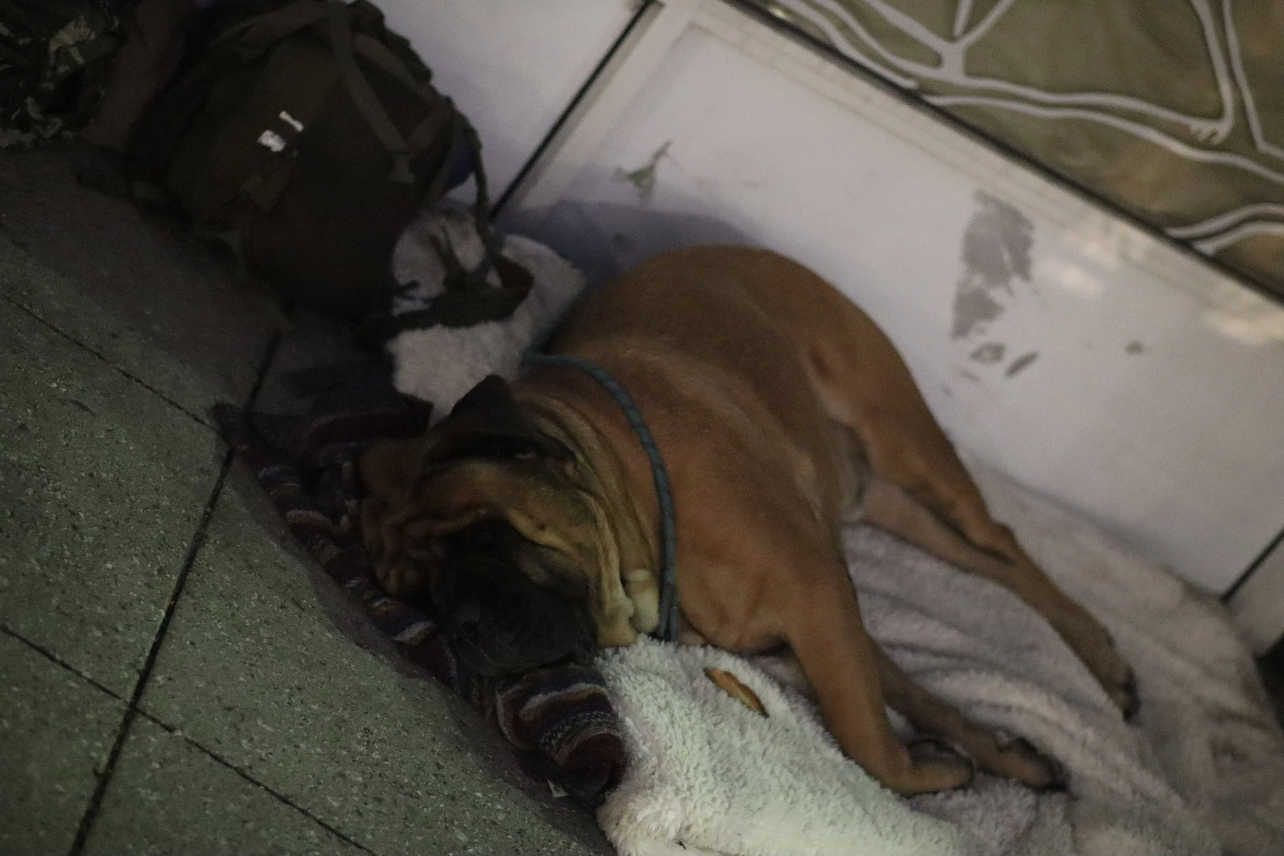 Dog Sleeping on the Street