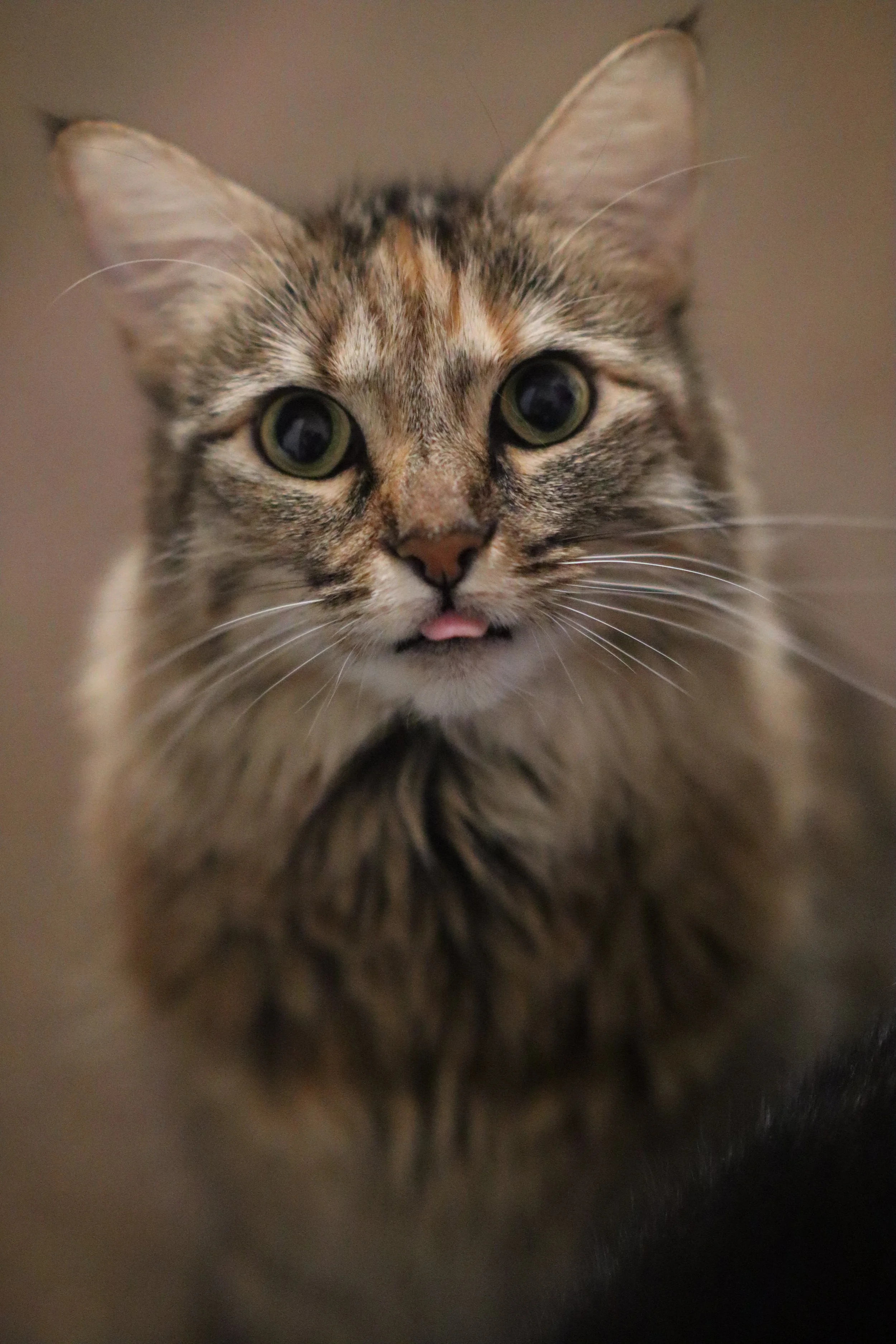 Cat Close and Intimate