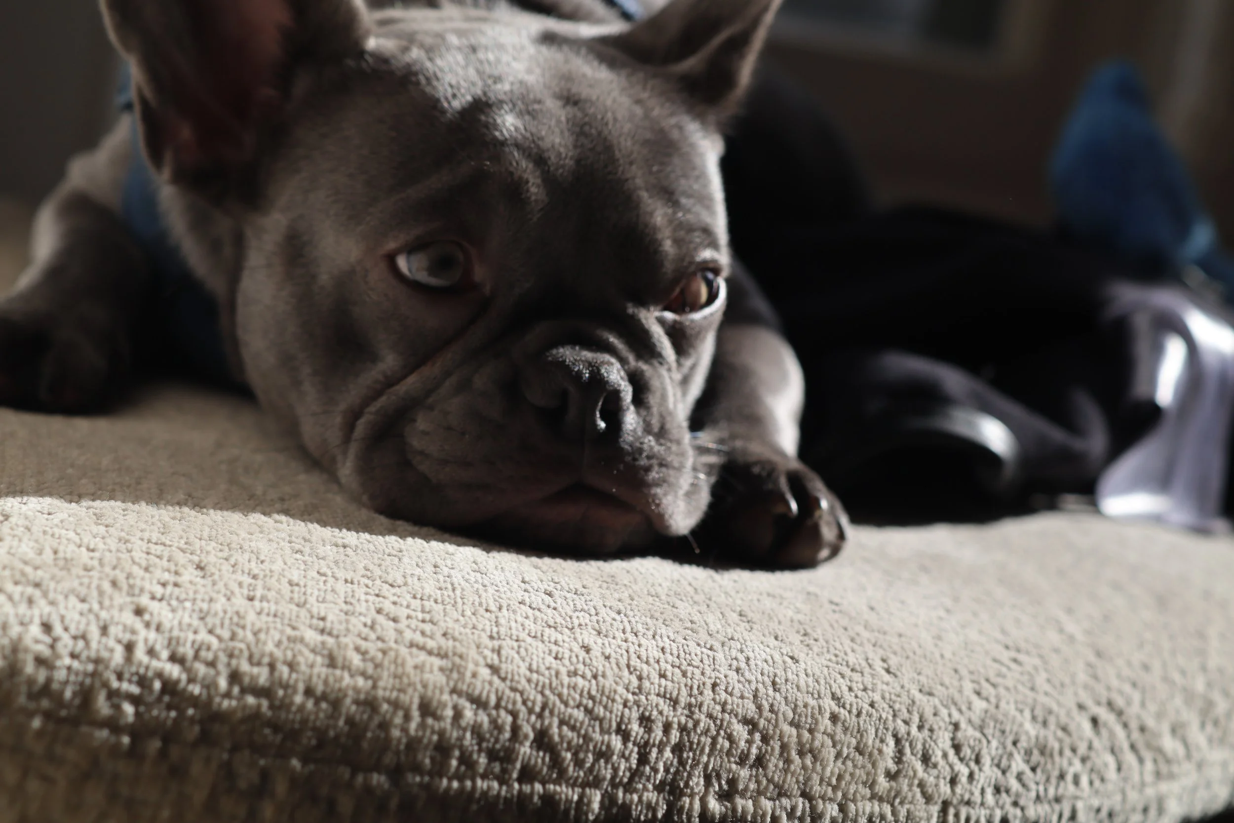 Pitbull Close and Awake