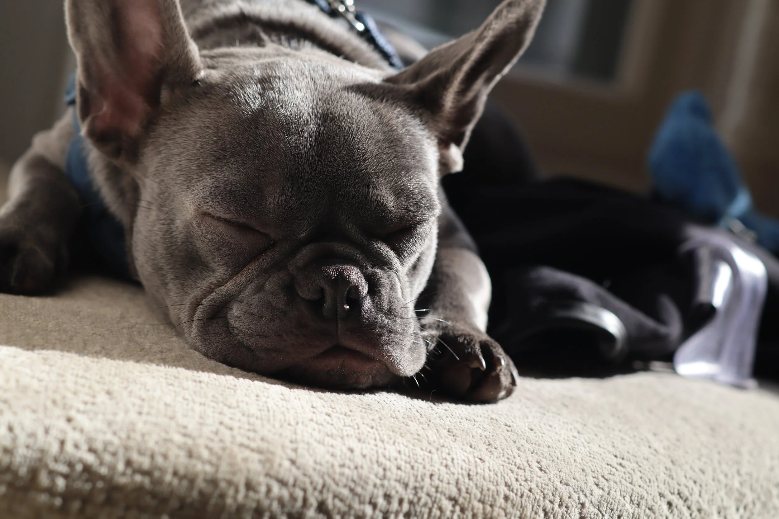 Bulldog Close and Asleep