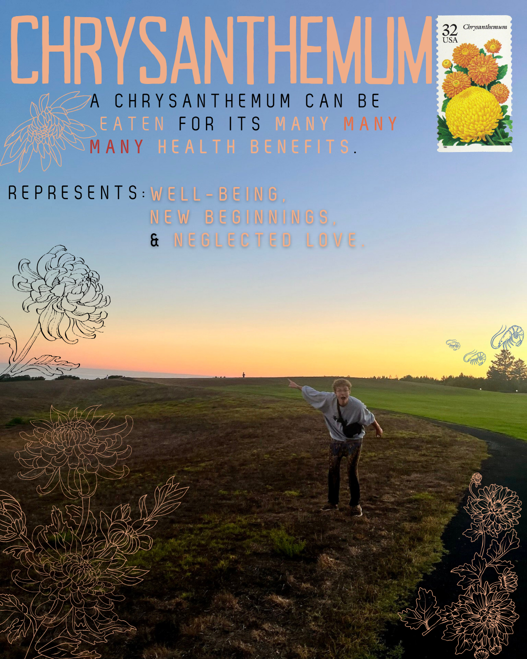 Chrysanthemum.png