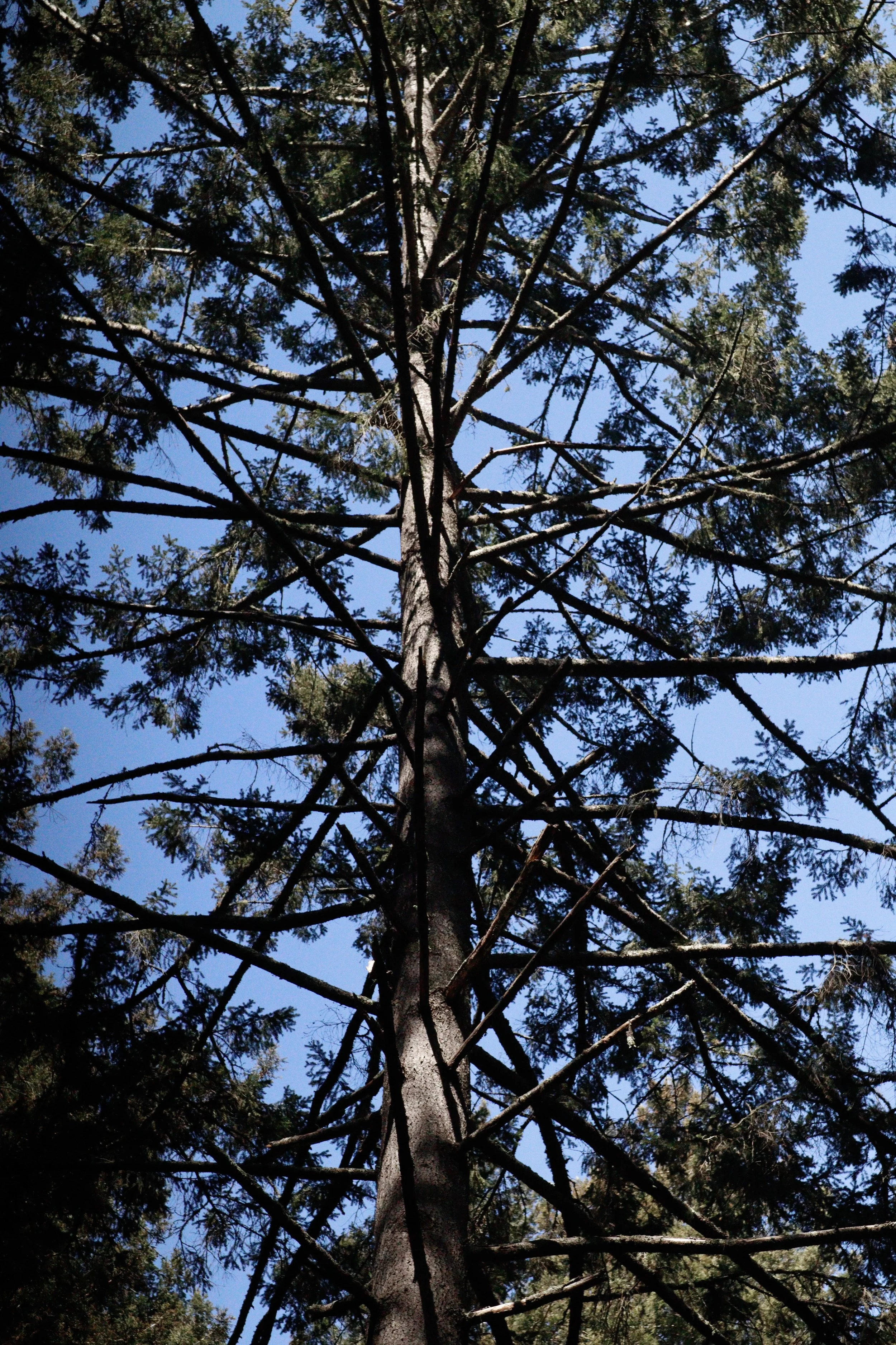 Tall pine tree viewed from below with a blue sky background.