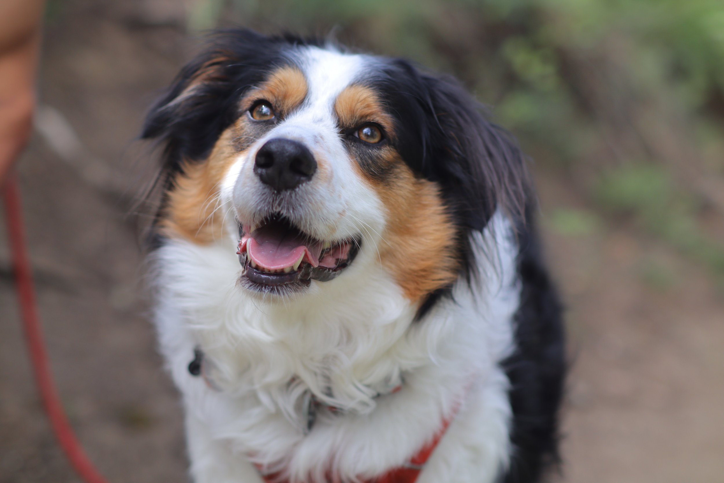 Close-up of a happy Australian Shepherd dog outdoors, with a blurred background of trees and grass.