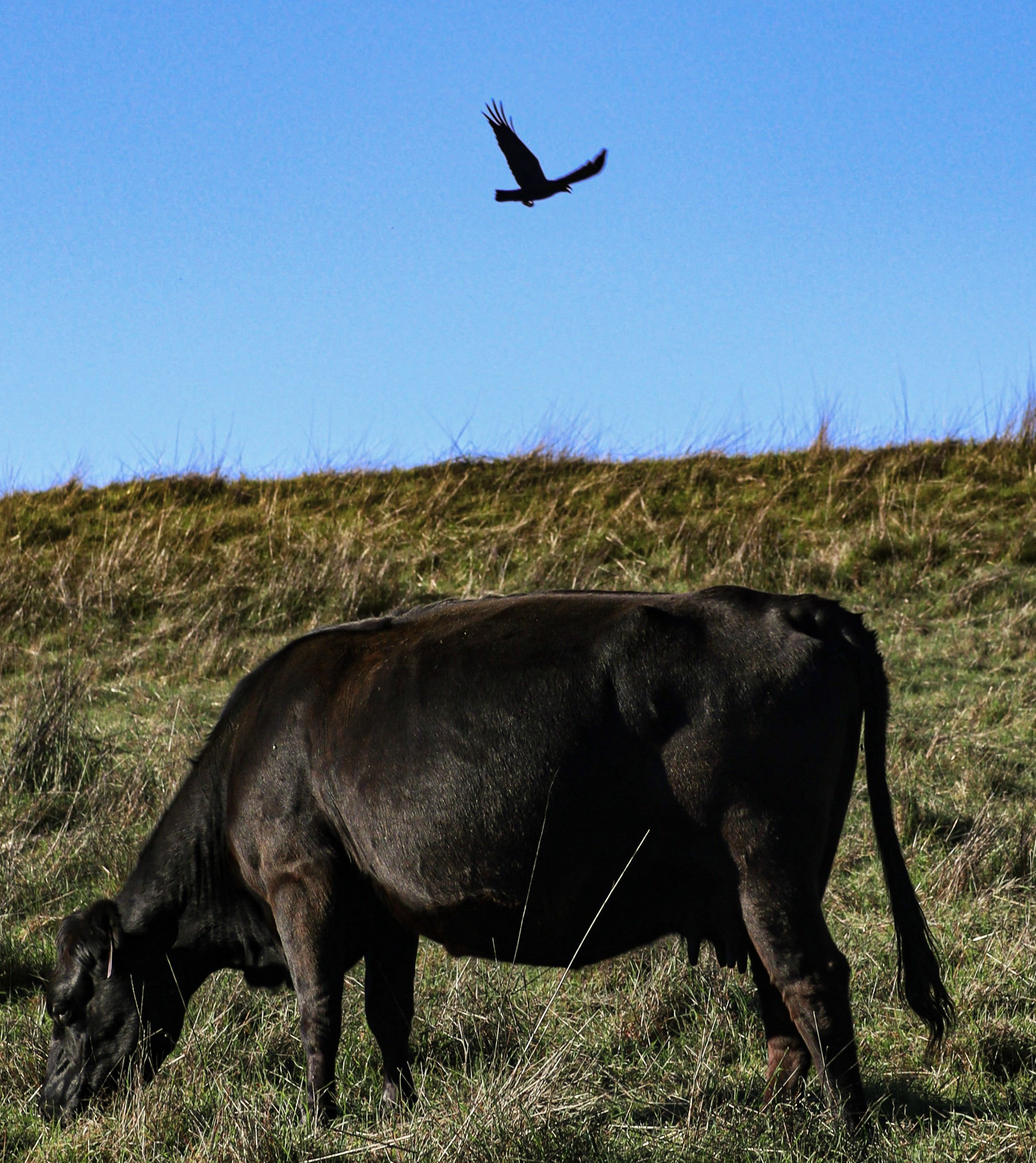A dark brown horse grazing in a grassy field with a clear blue sky and a soaring bird in the background.