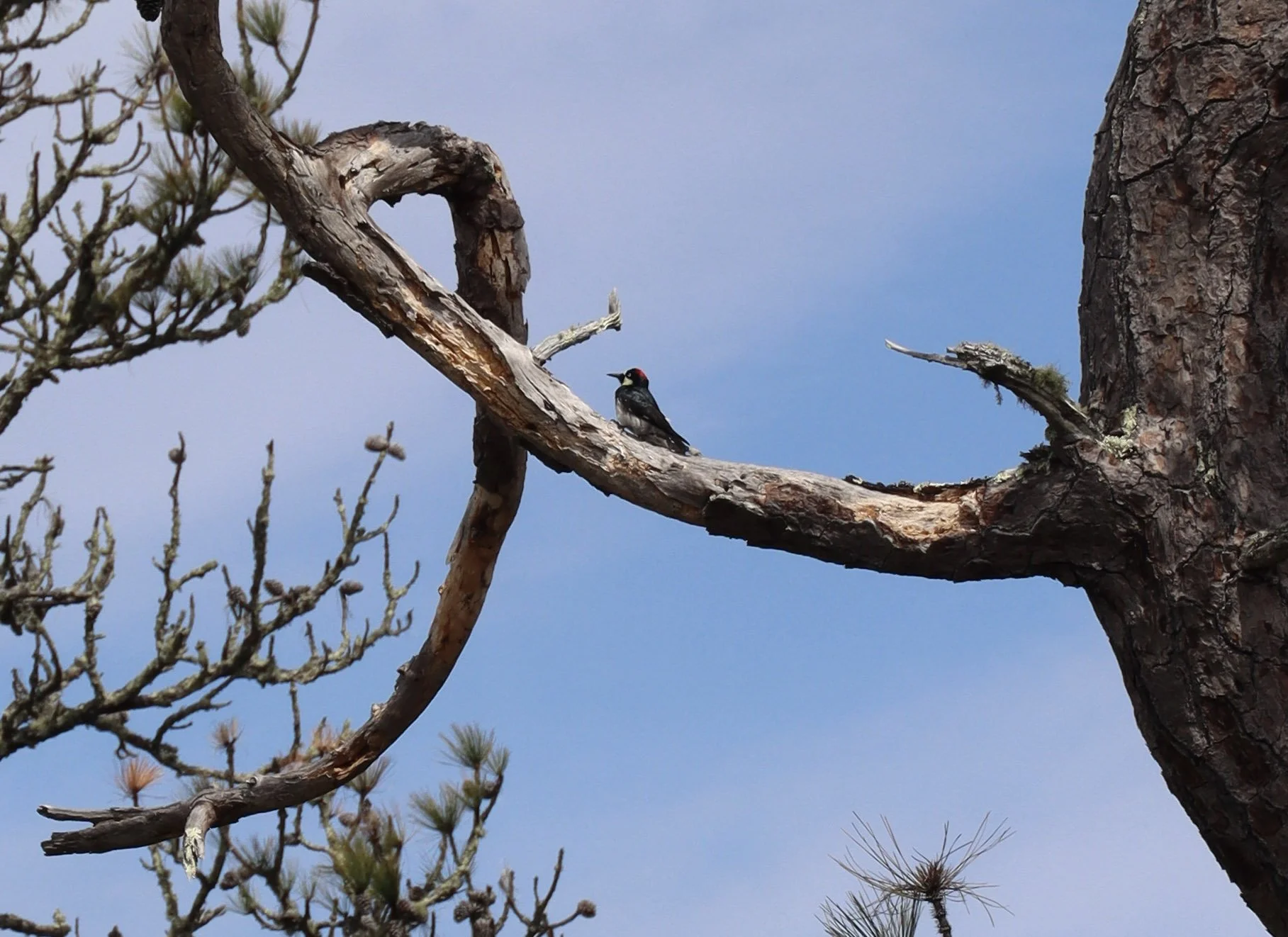 A woodpecker with a black body and red patch on its head perched on a tree branch, with a clear blue sky in the background.