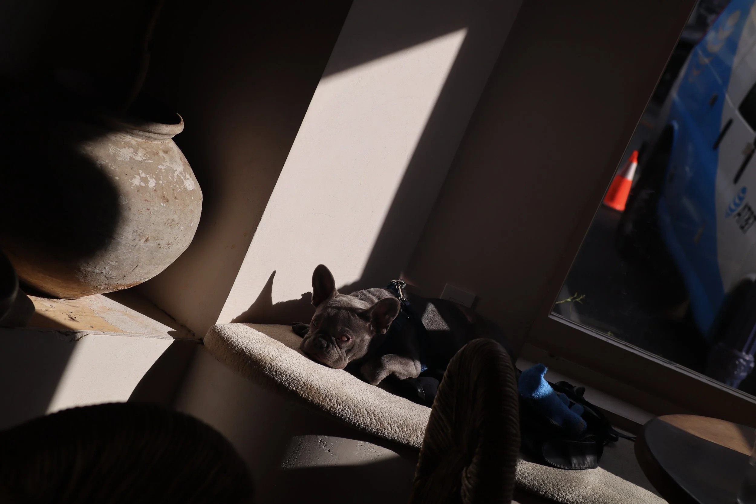 A gray dog lying on a windowsill with sunlight coming through a nearby window, with various household items around.