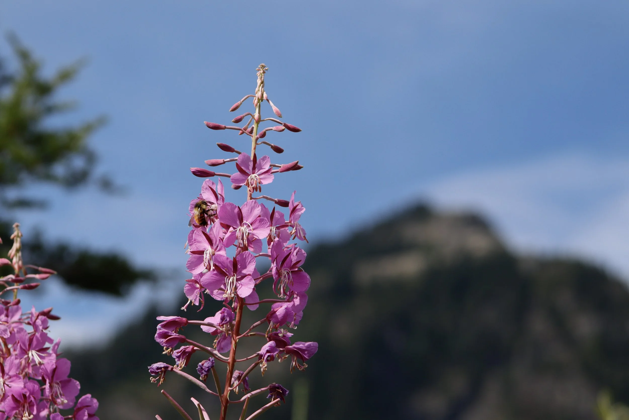 Pink flowers with a bee collecting nectar on one of the blossoms, against a blue sky background.