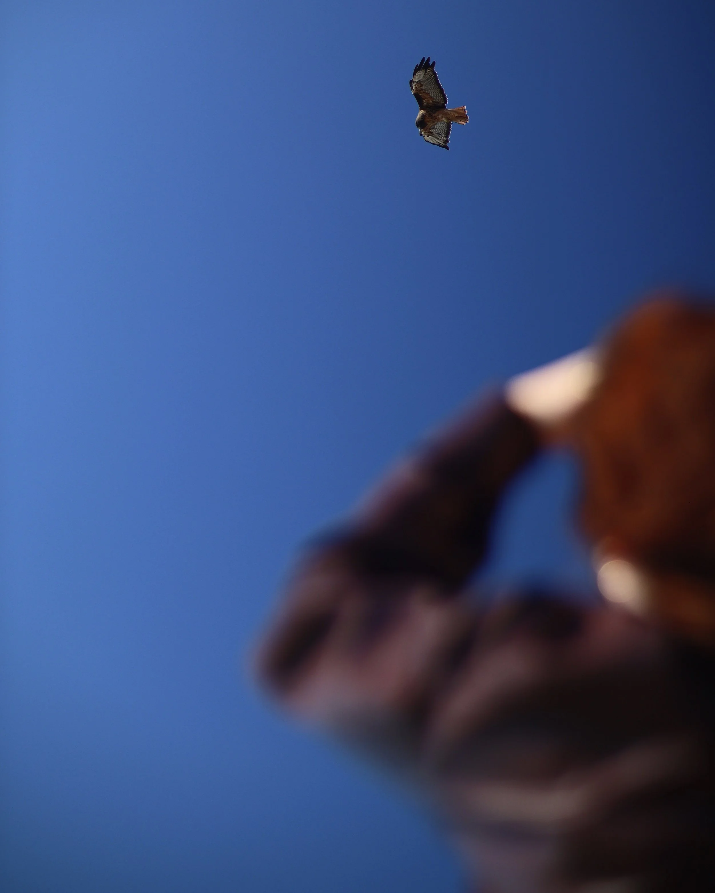 A person in a brown jacket is holding a smartphone or camera up to take a photo of a bird of prey flying against a clear blue sky, with part of their arm and hand visible in the foreground.