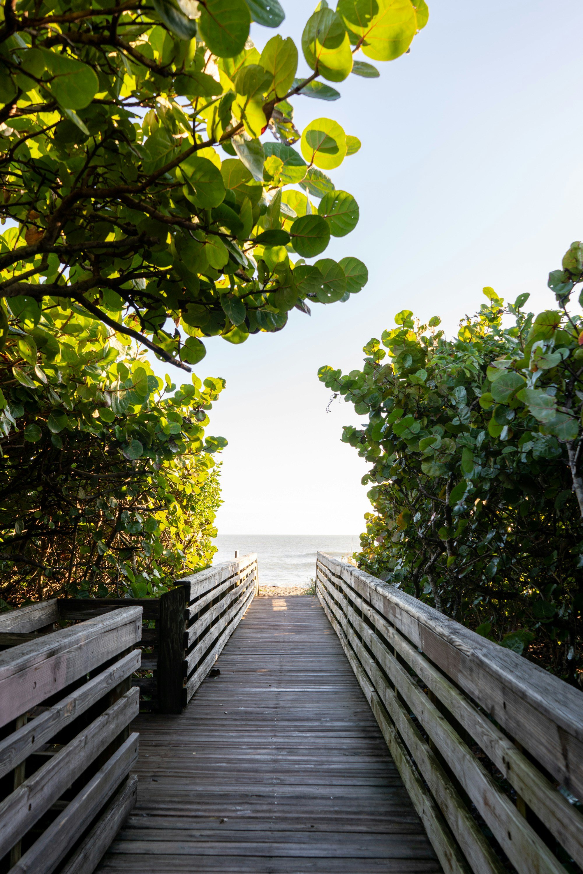 Quiet boardwalk surrounded by greenery representing reflection and progress in therapy