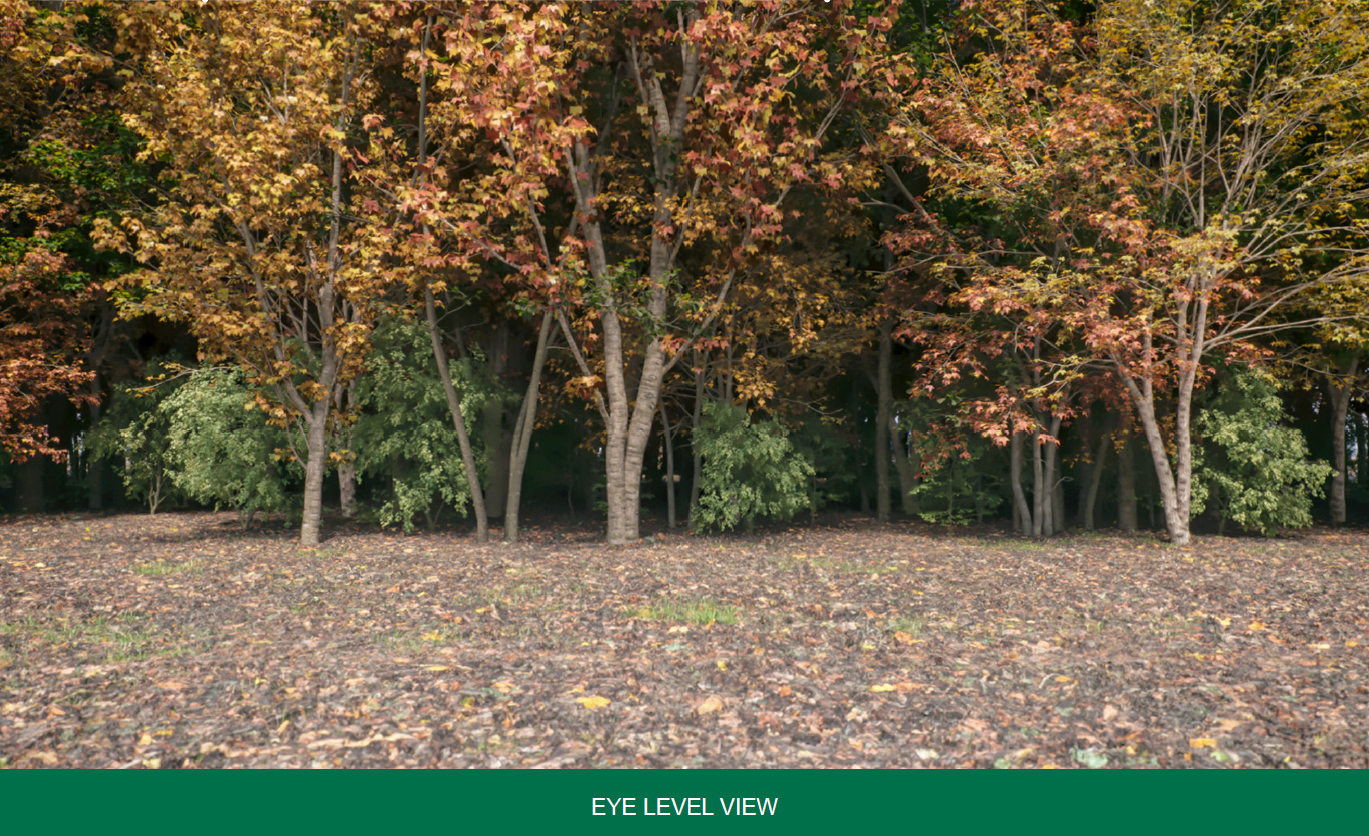 A row of trees with autumn-colored leaves in shades of orange, yellow, and green, with a ground covered in fallen leaves, viewed at eye level.
