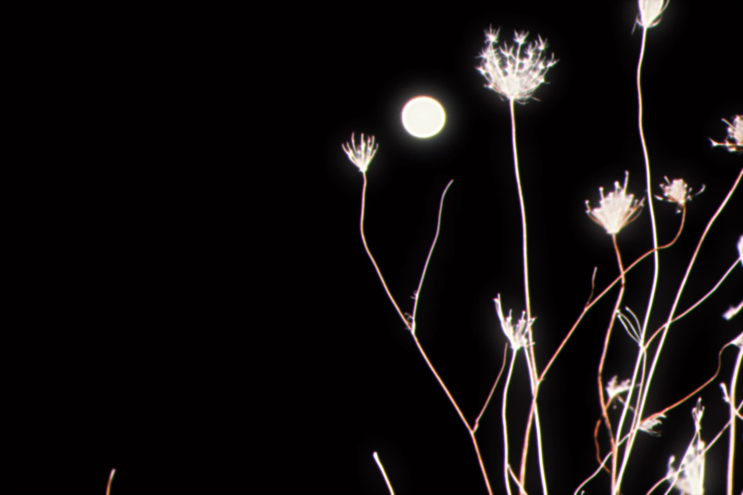 D530F800-026C-4A2D-B450-C49C4C2B2176.jpeg