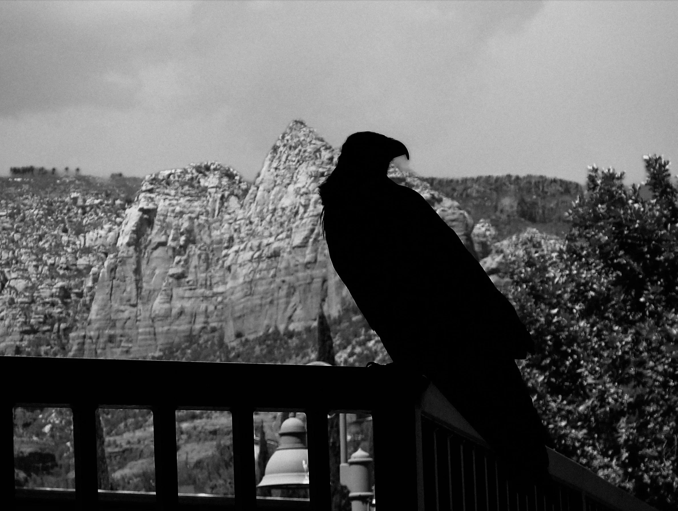 Black and white photo of a bird perched on a balcony railing, with rocky formations and trees in the background.