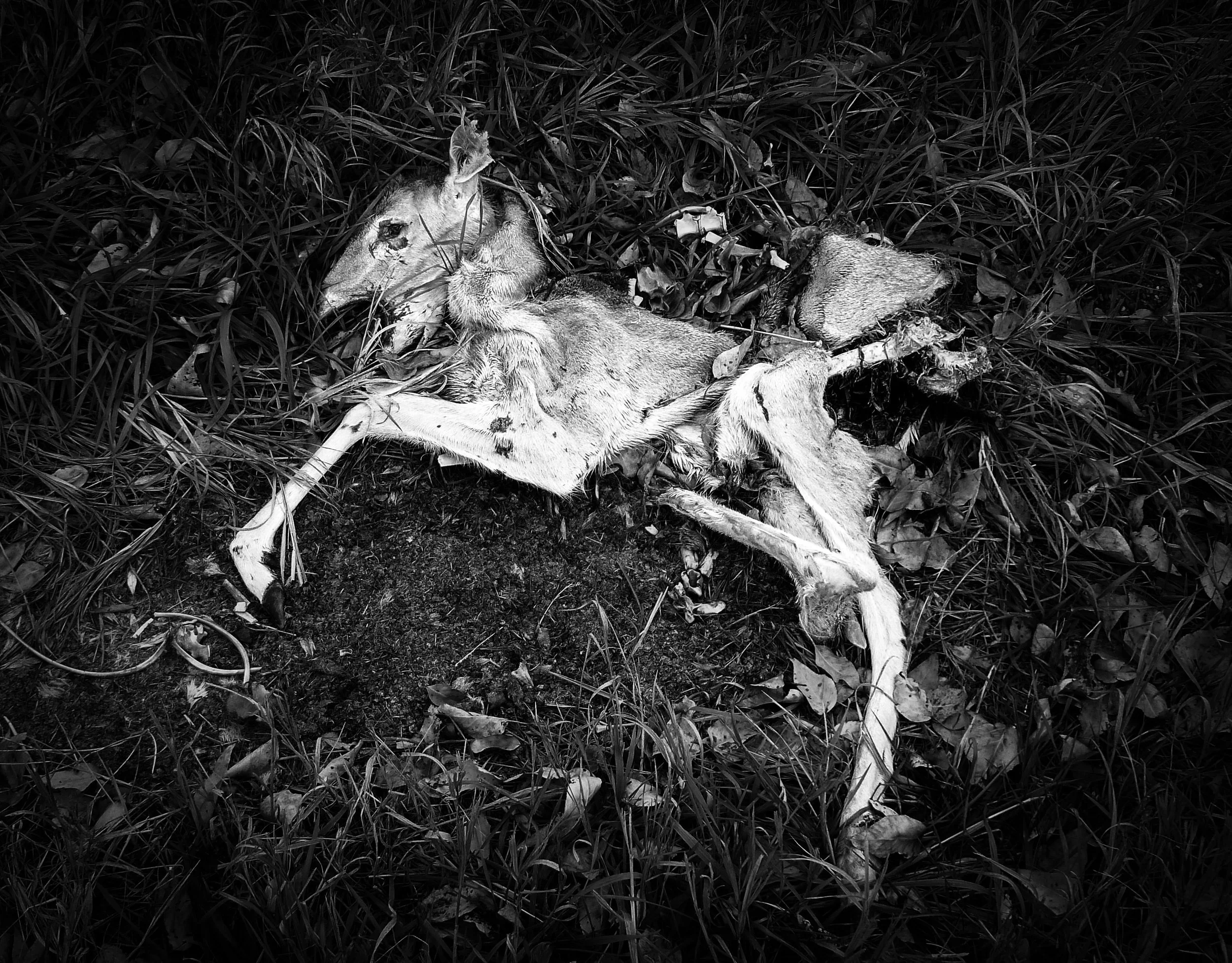 A dead animal, likely a deer, lying on grassy ground with foliage around it.