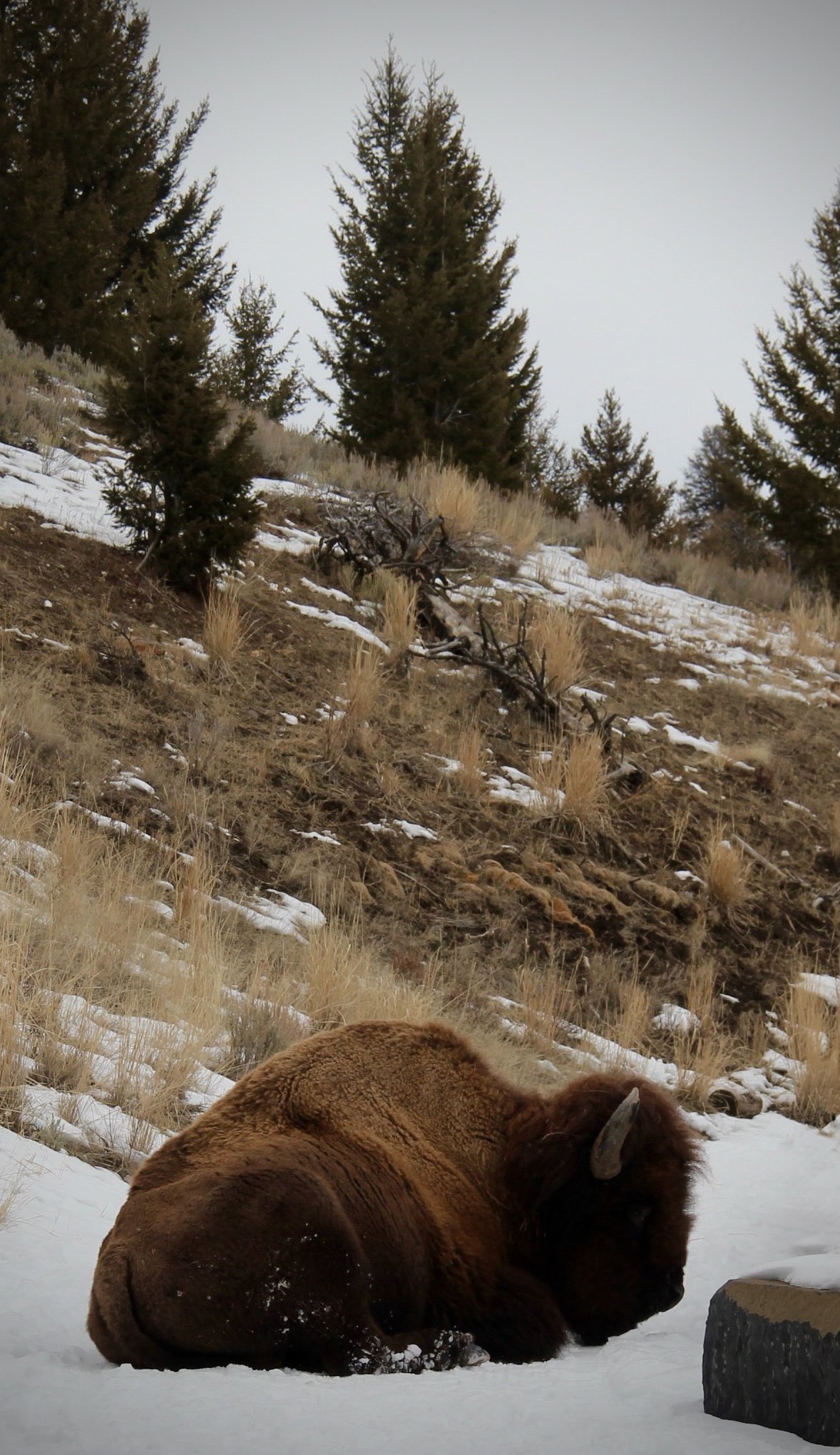 A large brown bear lying on snow-covered ground, with a background of a hillside with sparse dry grass, snow patches, and tall evergreen trees under an overcast sky.