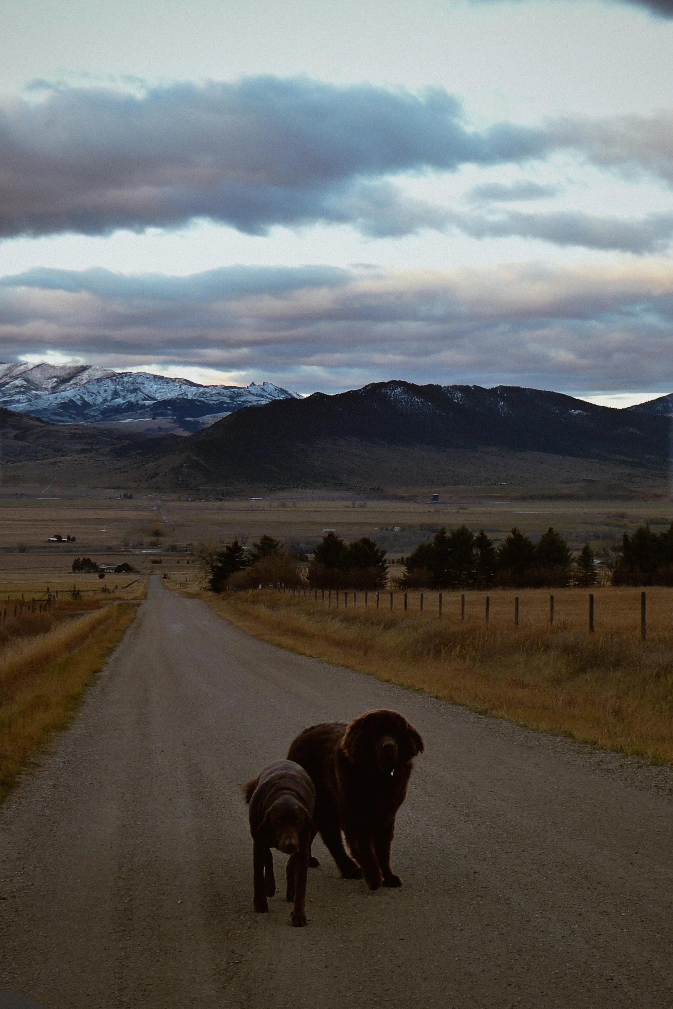 Two dogs walking on a dirt road in a rural area, with mountains and cloudy sky in the background.