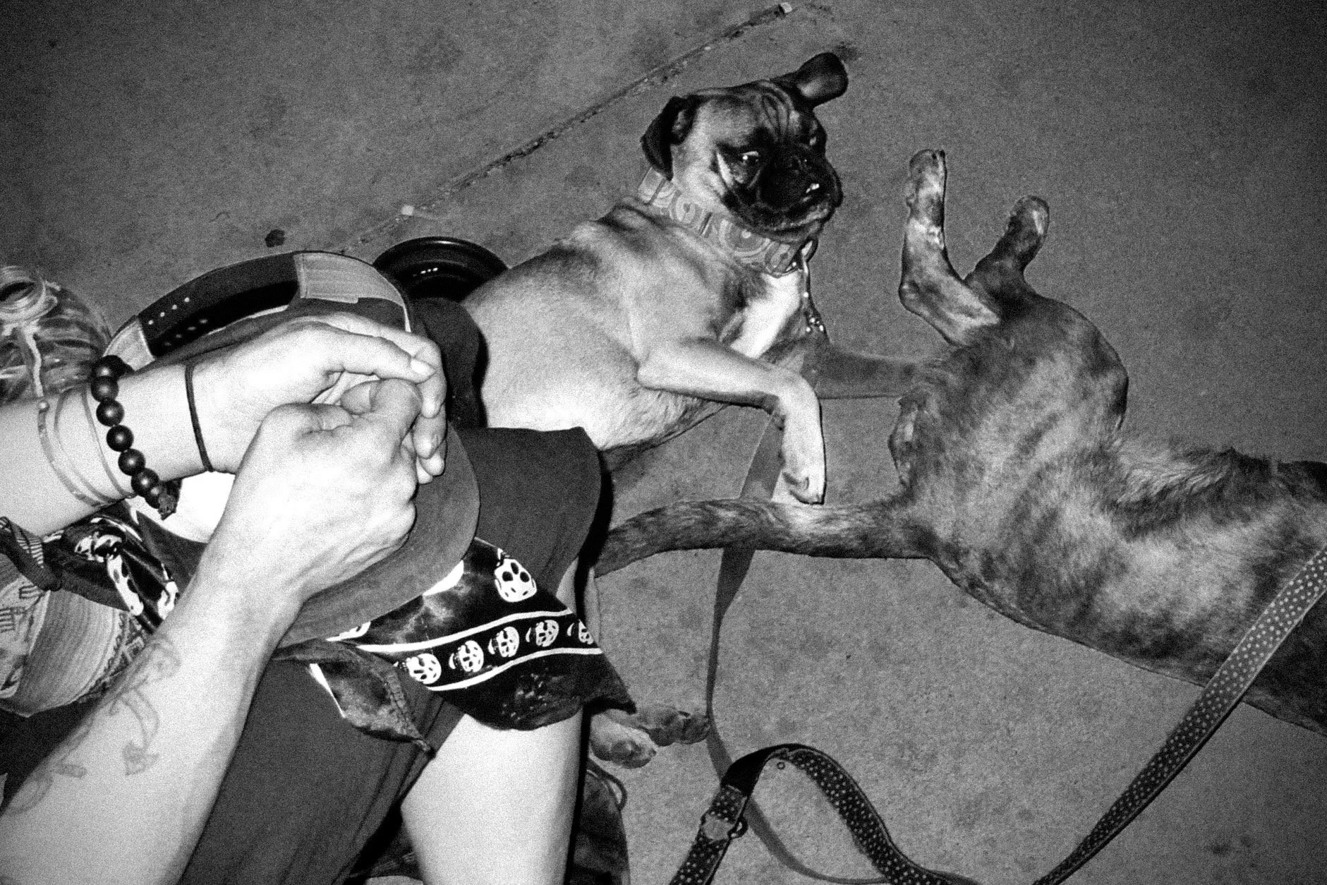 A person holding a small dog on its back with one hand, a dog laying on its back with paws up, and another dog on the right side with the back visible. The person is wearing a bracelet and a shirt with patterns, and a leash is on the dogs.