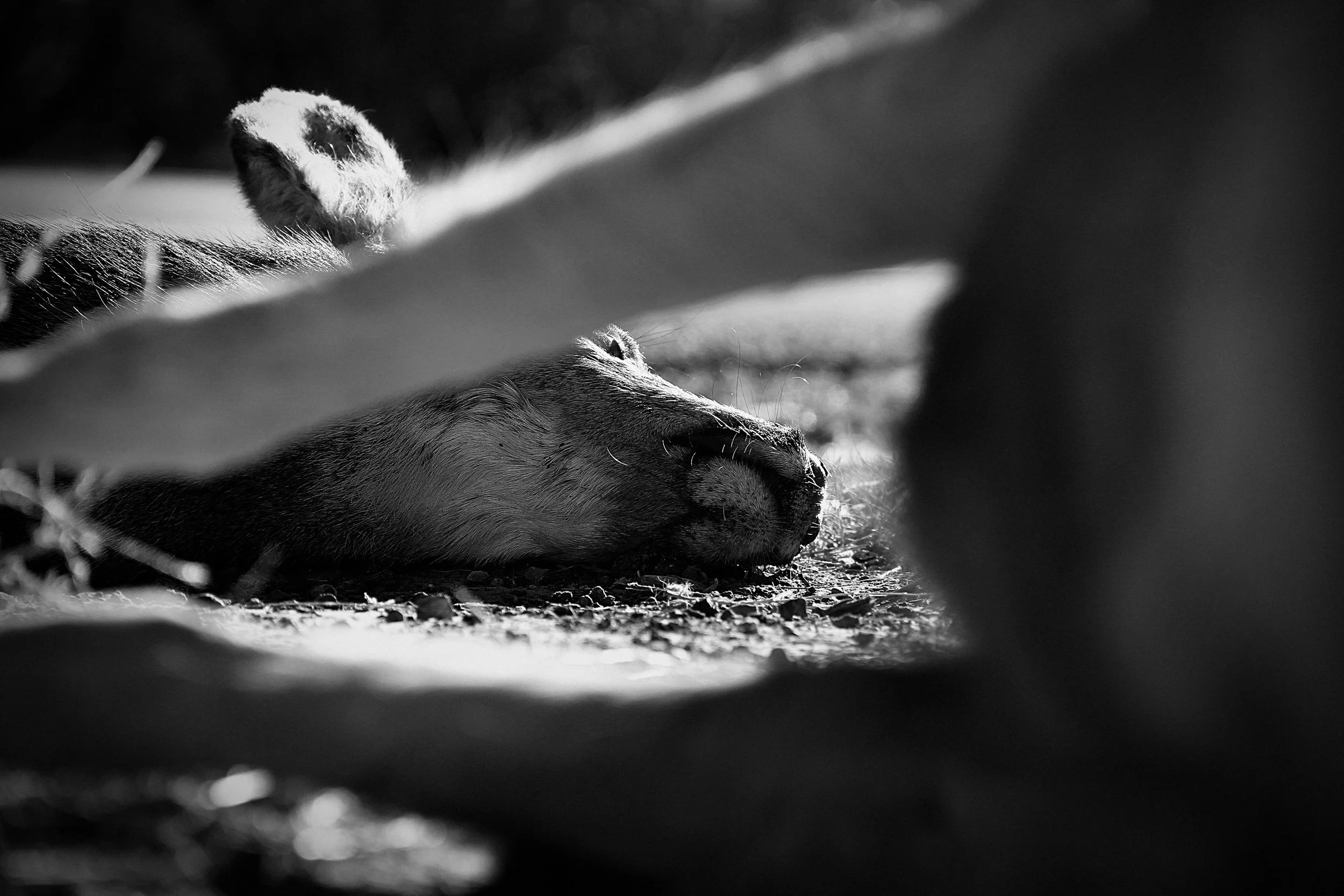 A black and white photograph of a sleeping lioness lying on the ground, partially obscured by a shadow and a wooden structure in the foreground.