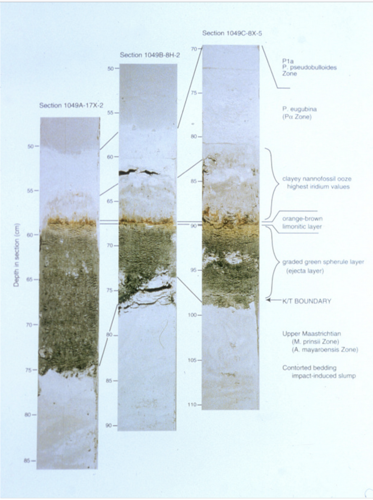 A split core showing the K-T Band's stratigraphic column of sediment layers with labels indicating different zones, before and after the asteroid impact of 66 million years ago, a time of mass extinction.