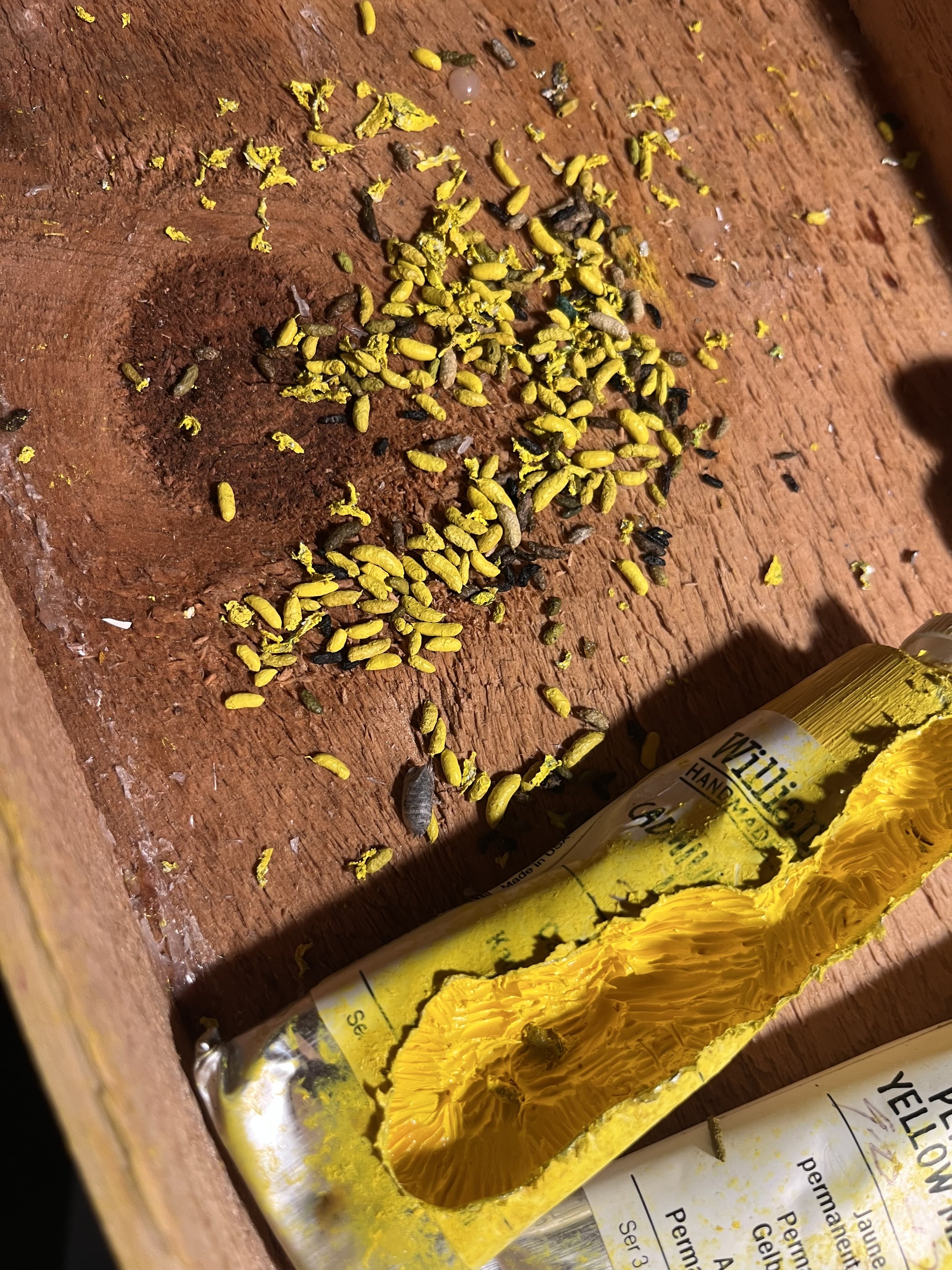 paint, pee and poop