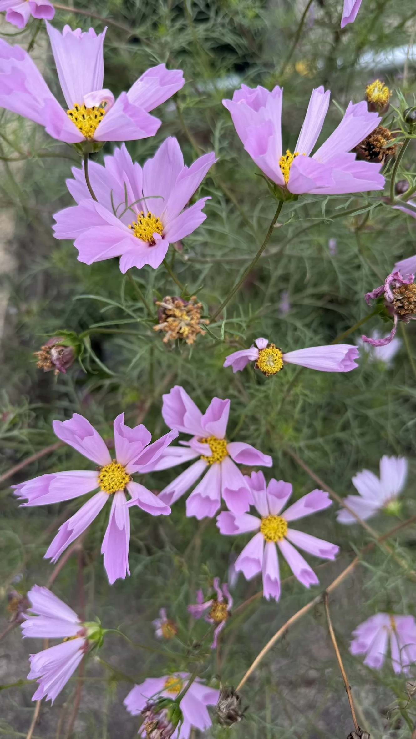 Close-up of light purple wildflowers with yellow centers growing on green stems in a natural setting.