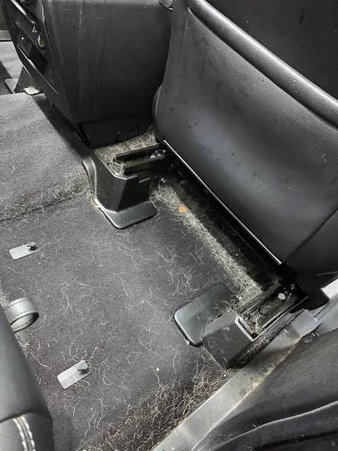 The backseat area of a vehicle with a lot of dirt, small debris, and hair on the black carpet floor. The seatbacks and the backs of the front seats are visible.