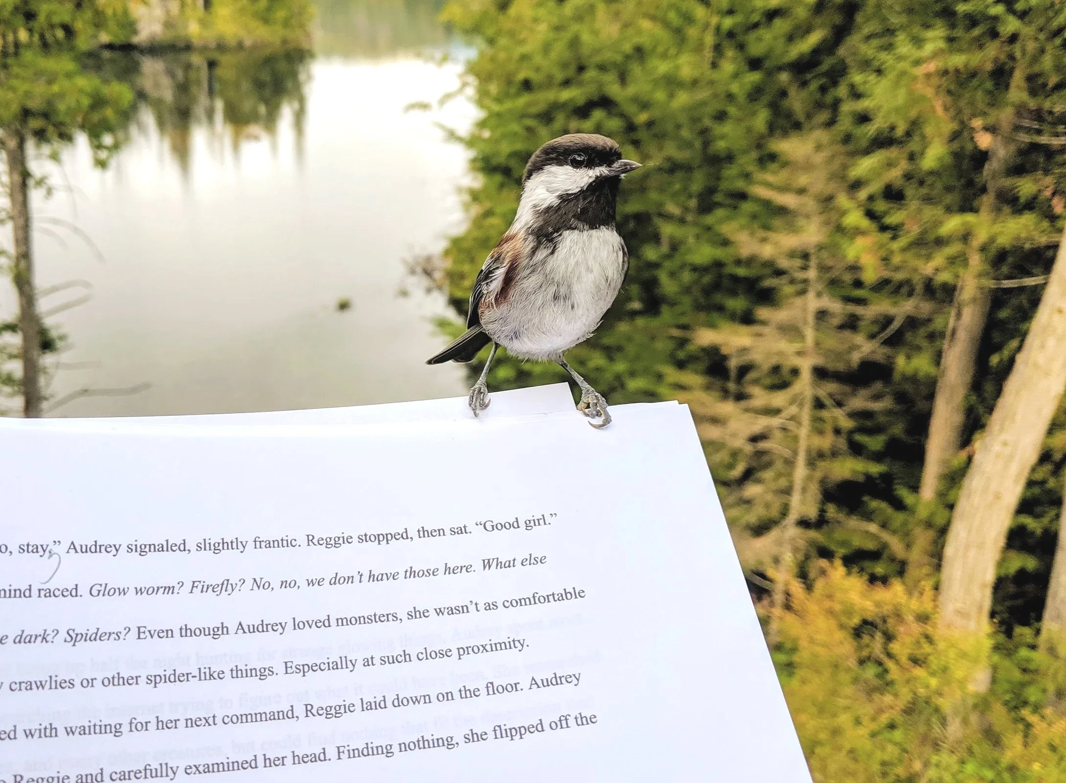 Chickadee friend