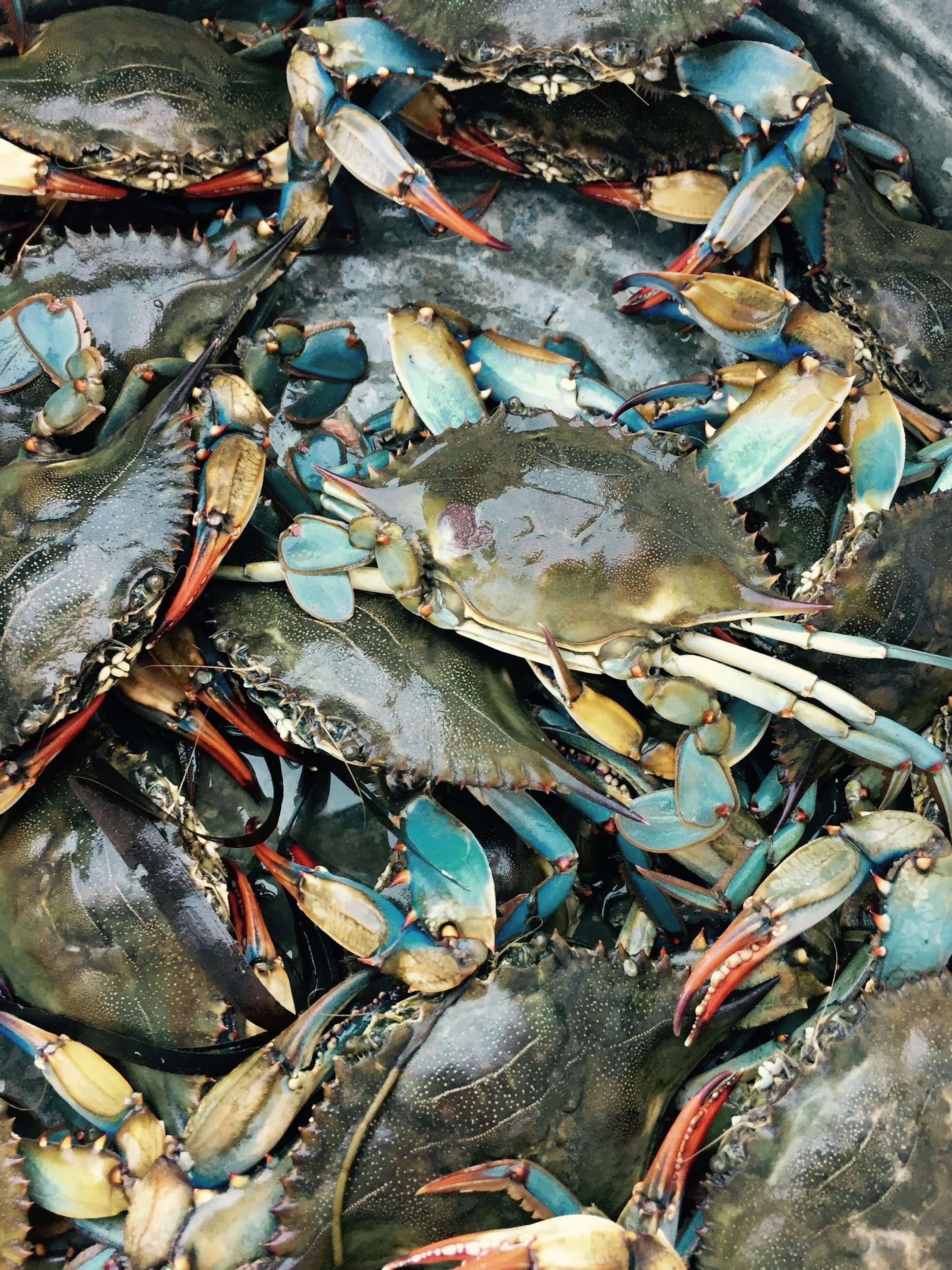 many blue crabs in a pile