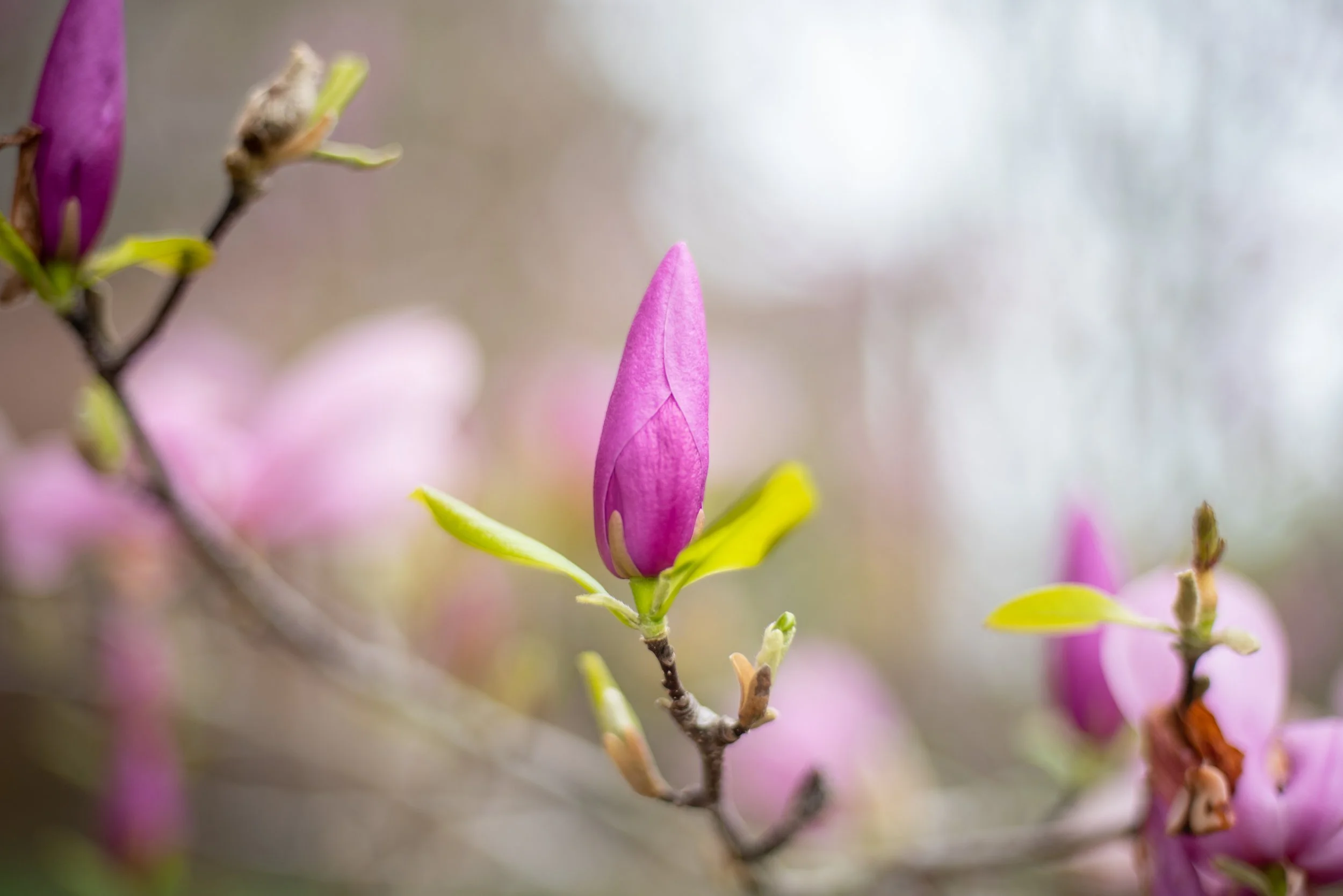20200323-_DSC3595.jpg