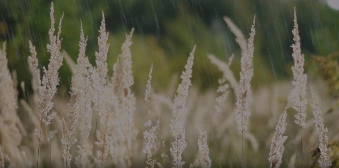 Tall, light-colored grass stalks in a field during rain with a blurred green background.