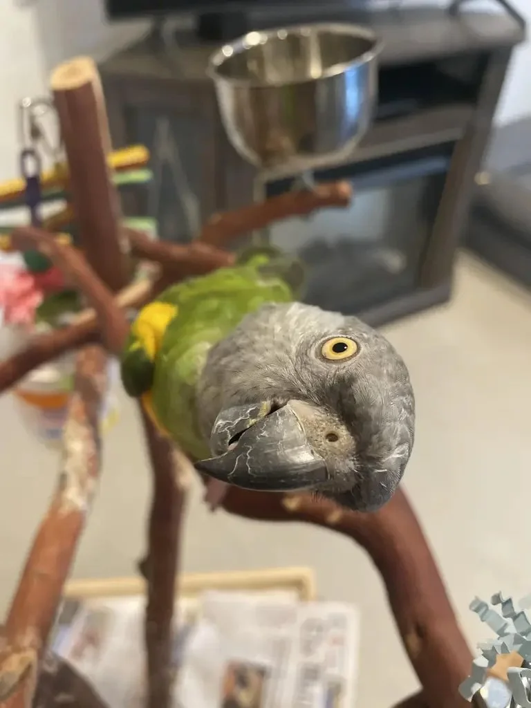 A green and yellow parrot perched upside down on a wooden stand, with a metal food bowl and kitchen appliances in the background.