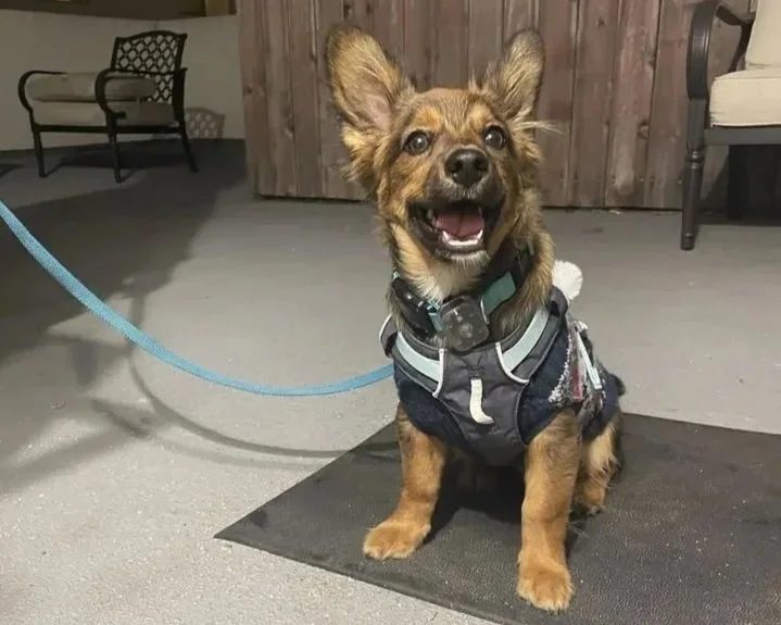 A small dog wearing a harness sitting on a mat indoors with a happy expression, tongue slightly out, and ears perked up.