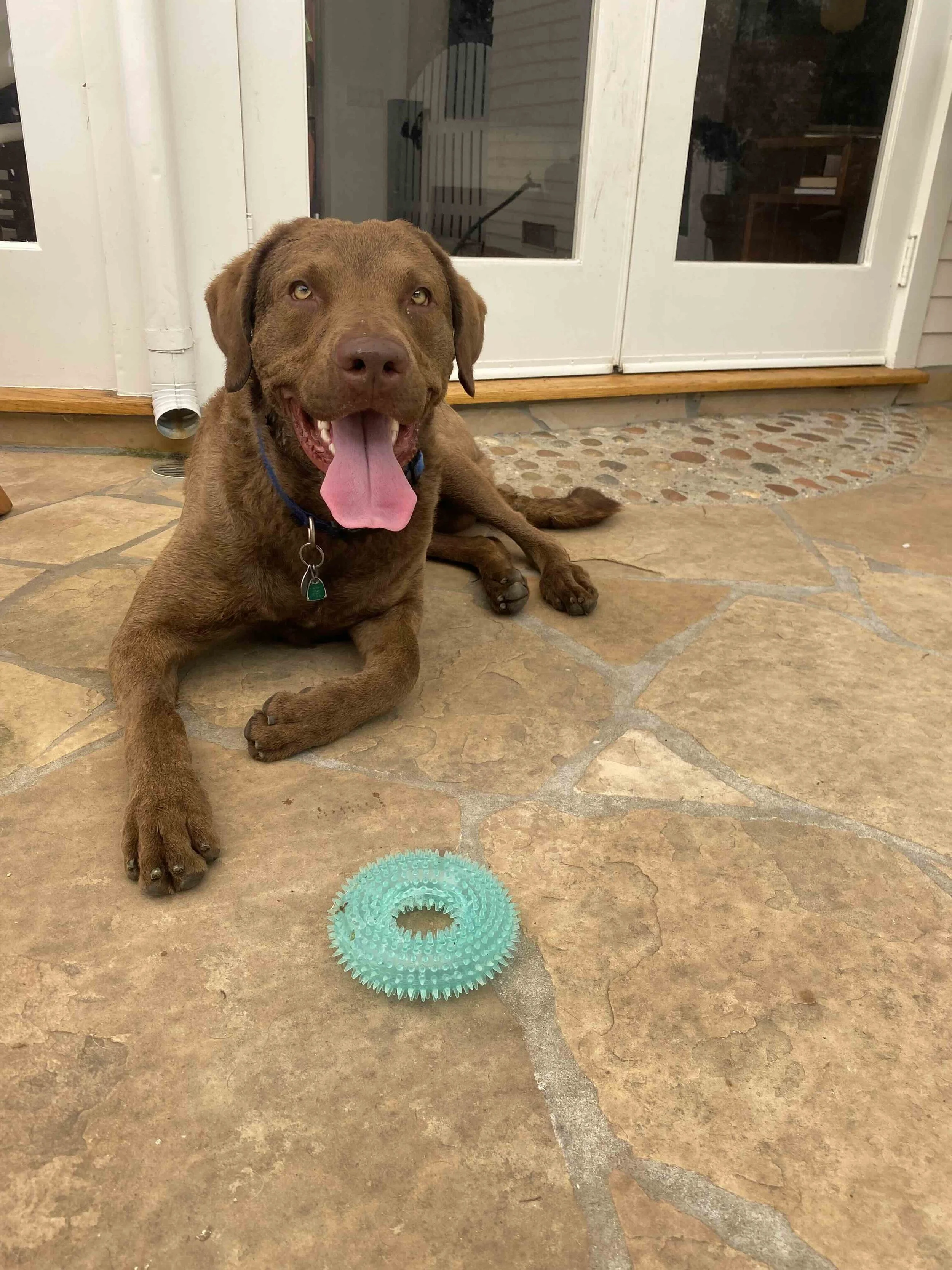 A chocolate Labrador dog lying on a stone patio with its tongue out, in front of a glass door. There is a green rubber ring toy on the ground nearby.