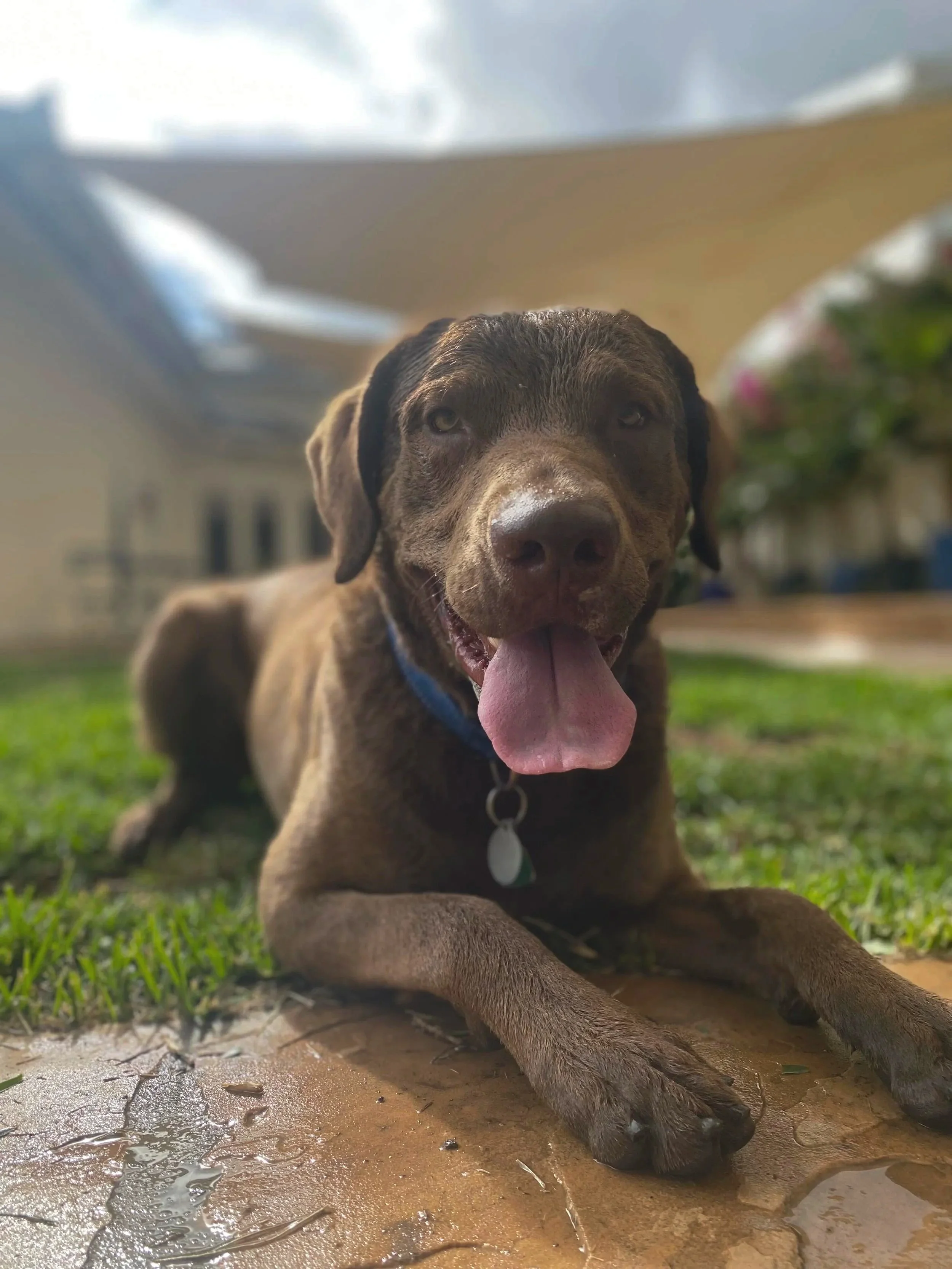 A brown dog, possibly a Labrador, lying on wet ground with one paw stretched out. The dog has a happy expression with its tongue hanging out, and is wearing a collar with a round tag. There is green grass, a building, and part of a house or structure in the background.