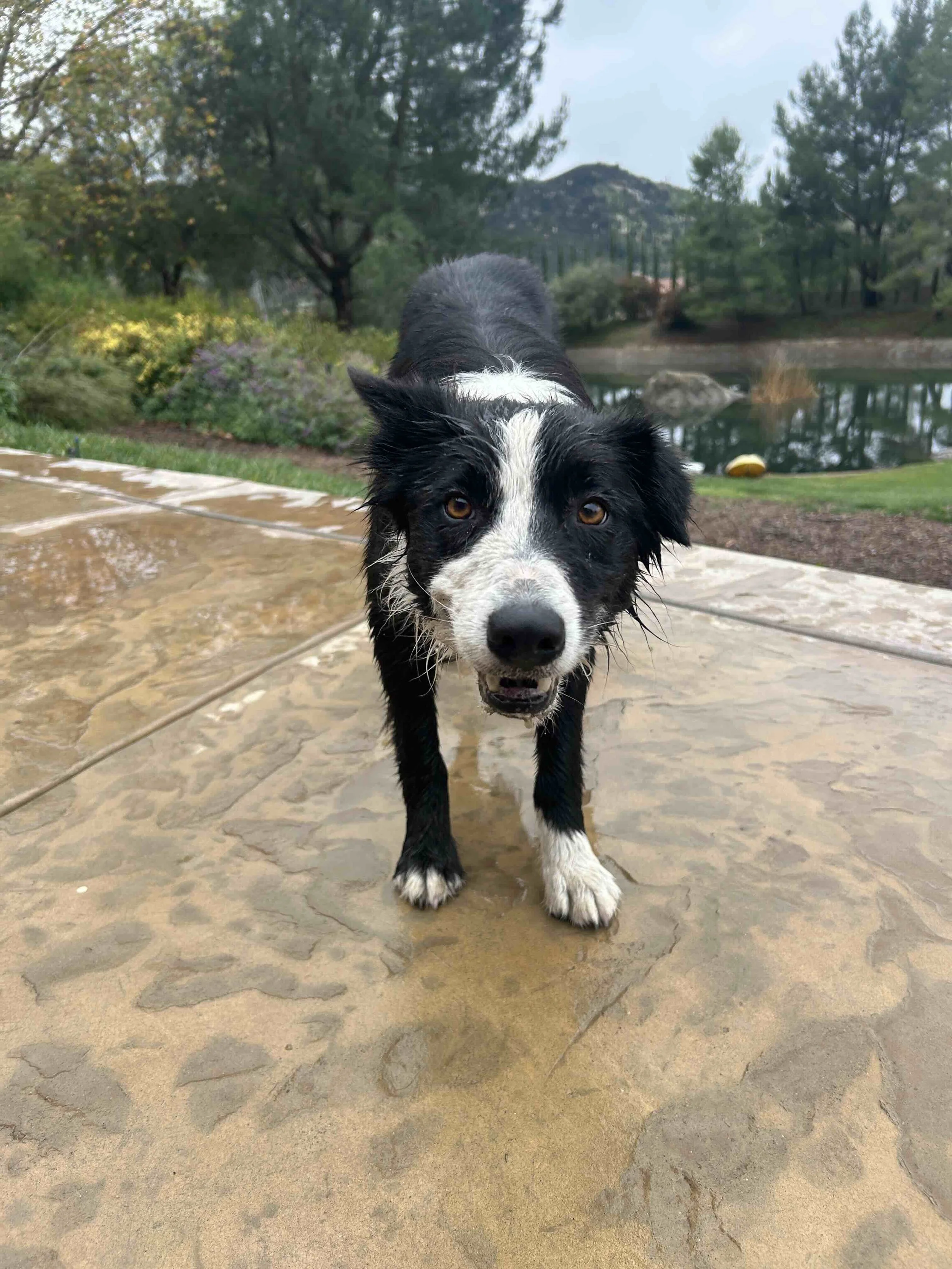 A border collie dog with a white stripe on its face, standing on wet stone pavement near a pond surrounded by trees and bushes.