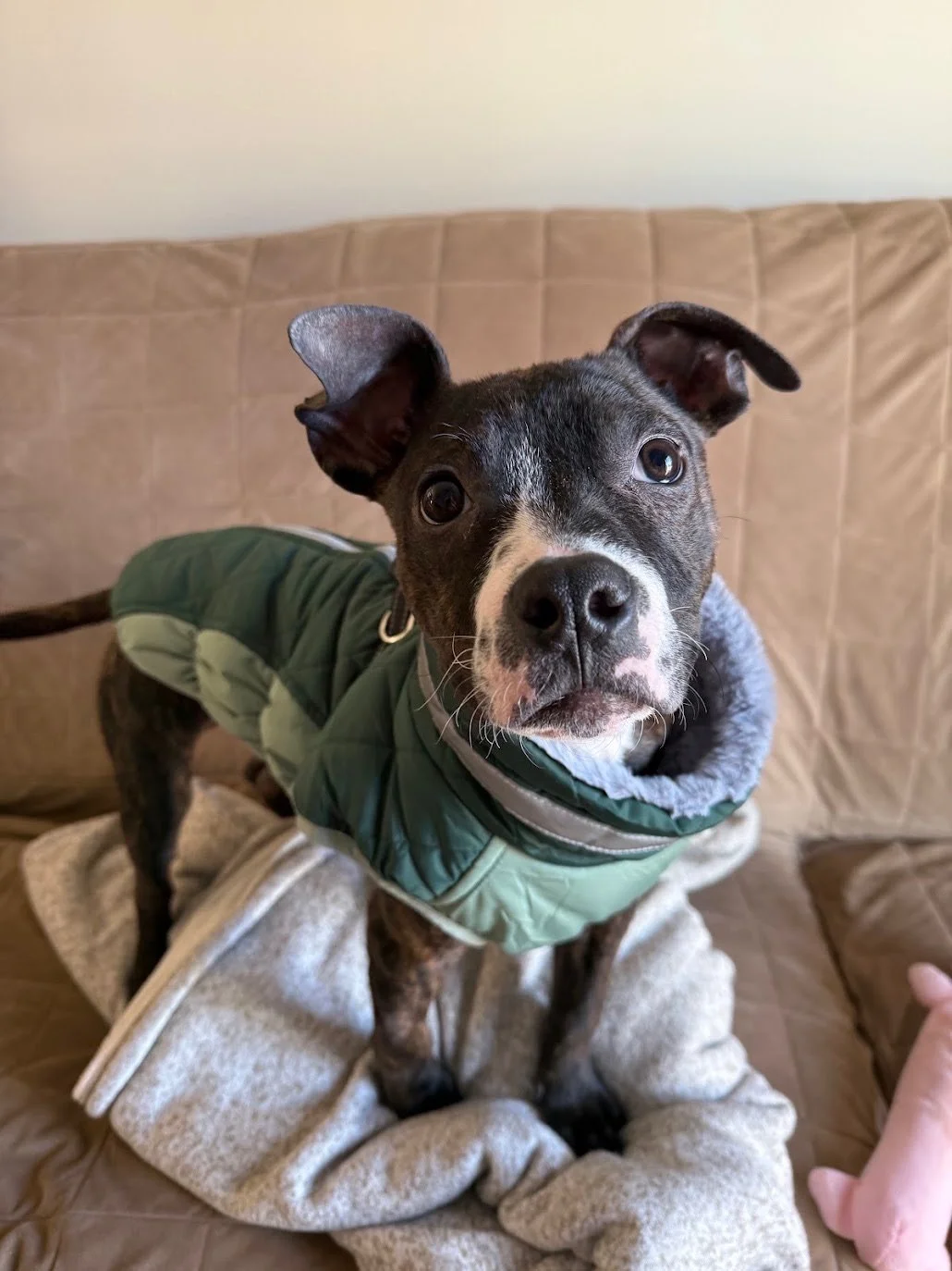 A small dog with a black and white coat, wearing a green jacket, sitting on a gray blanket on a beige couch, looking at the camera.