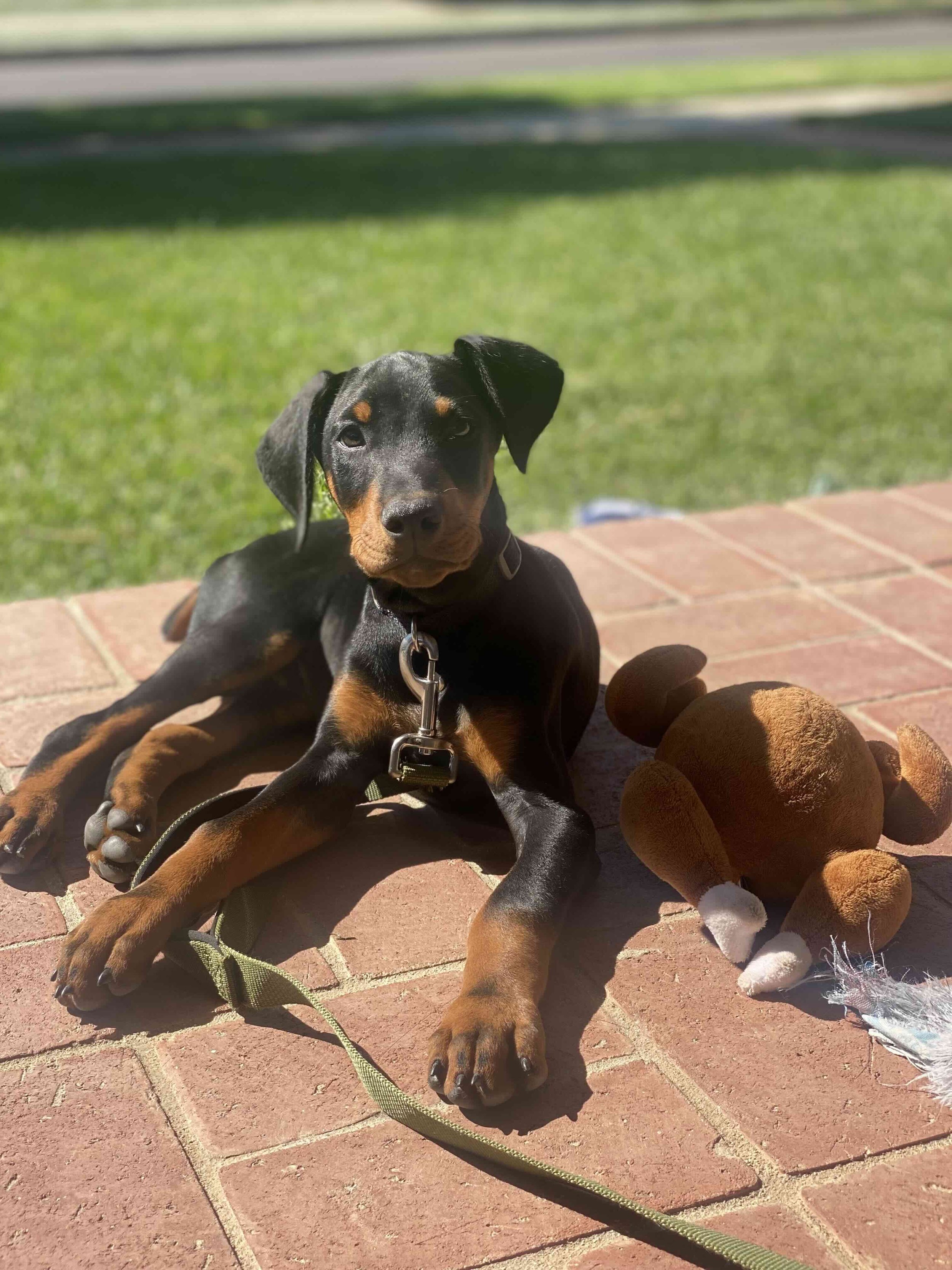 A black and tan puppy laying on a brick patio next to a brown stuffed animal, with green grass and a sidewalk in the background.