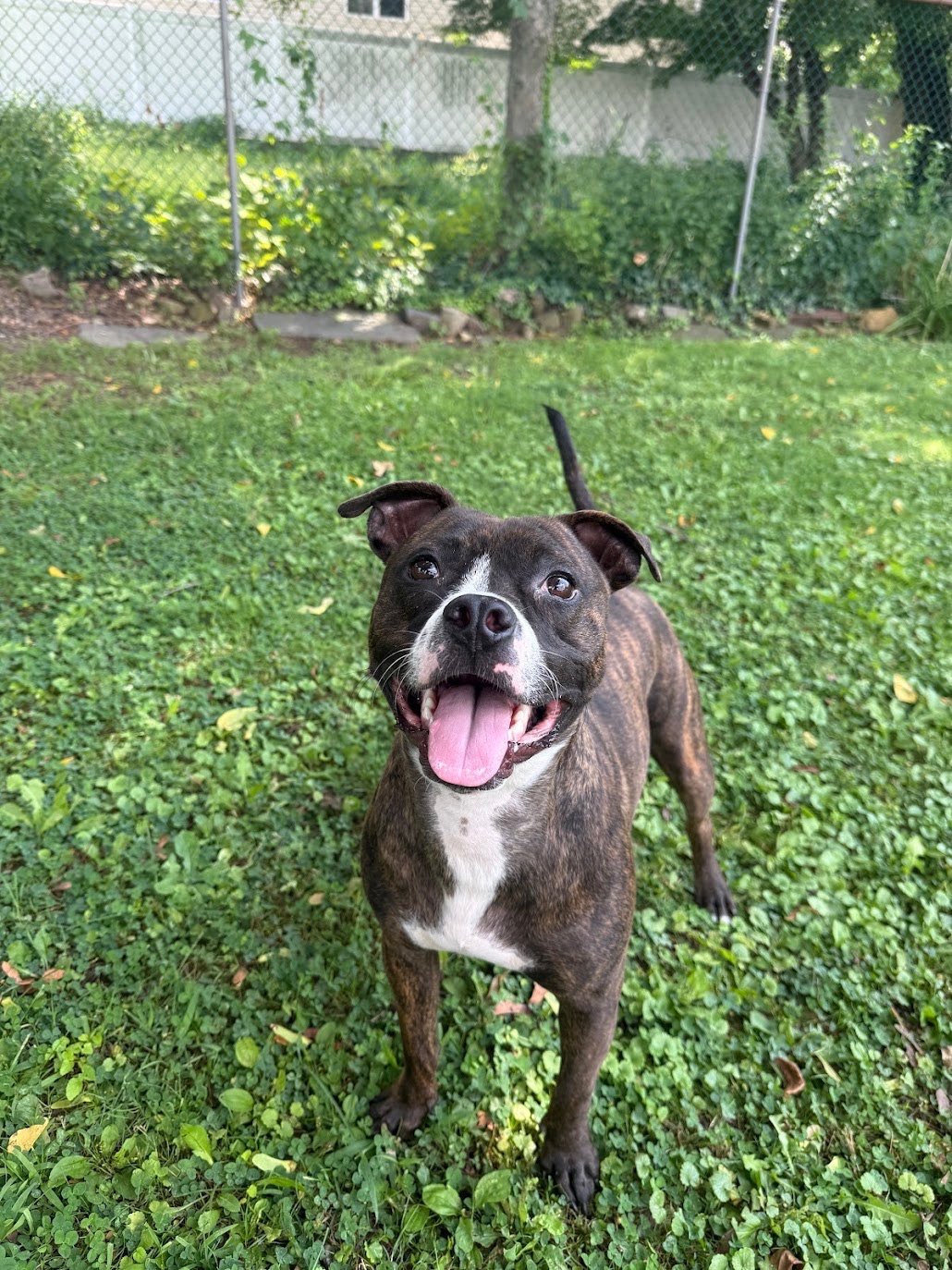 A happy brindle and white dog standing on grass with its tongue out in a backyard with green foliage and a chain-link fence in the background.