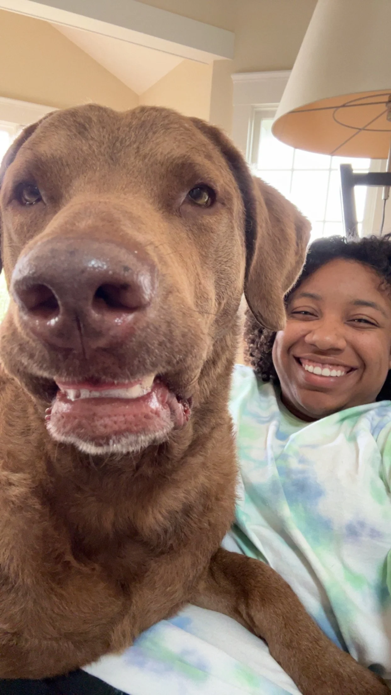 Close-up of a brown Labrador Retriever with a person smiling in the background, sitting in a room with a window and a lamp.