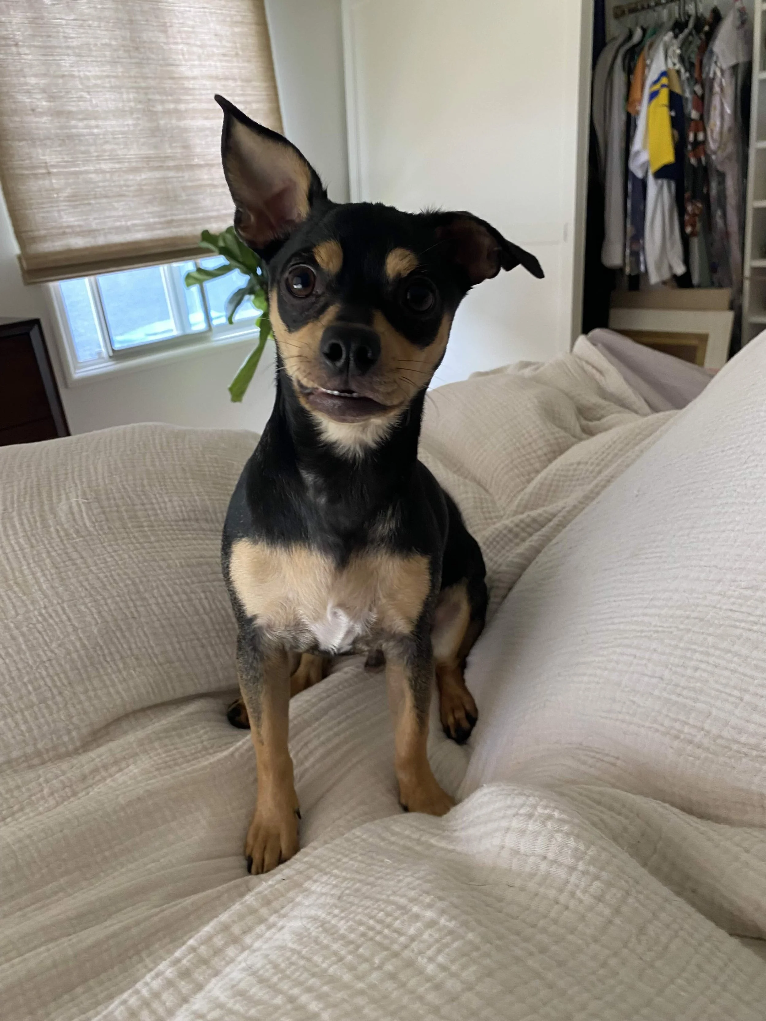 A small black and tan dog sitting on a beige sofa in a cozy room, looking directly at the camera with one ear upright and the other floppy, with an open mouth and expressive eyes.