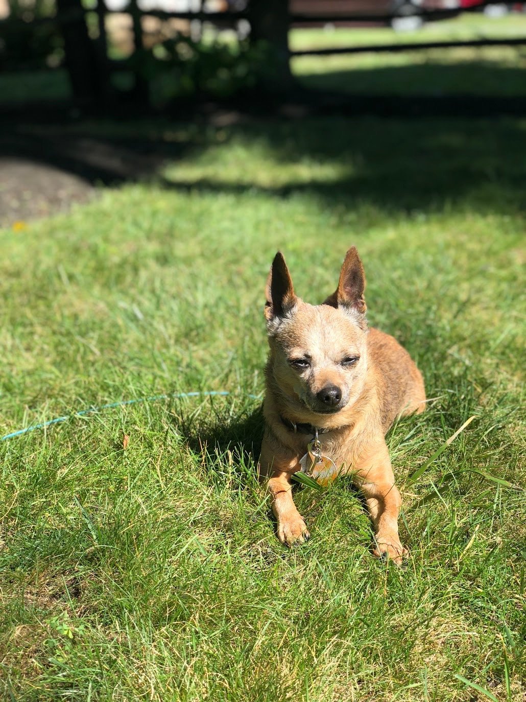 A small tan Chihuahua dog with upright ears sitting on green grass in sunlight.
