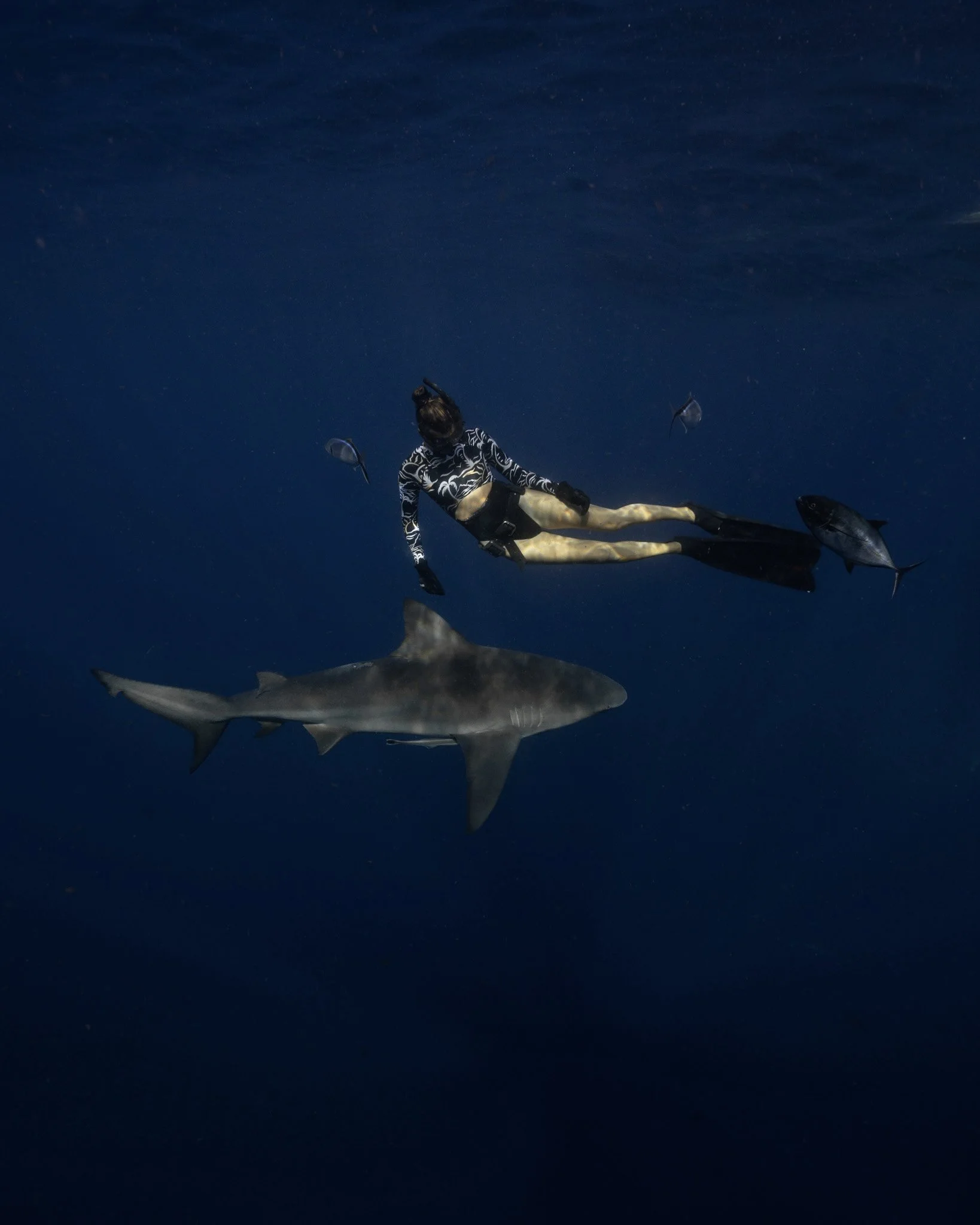 A person in a black and white patterned wetsuit is underwater, surrounded by several sharks, including a large one in the foreground. The scene is set in deep blue ocean water.