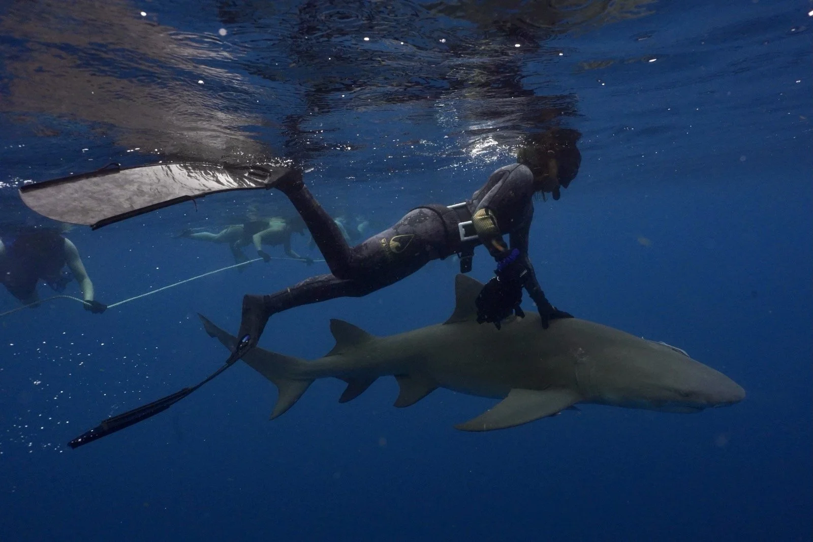 A person in scuba gear holding onto a large shark underwater with two other divers in the background.