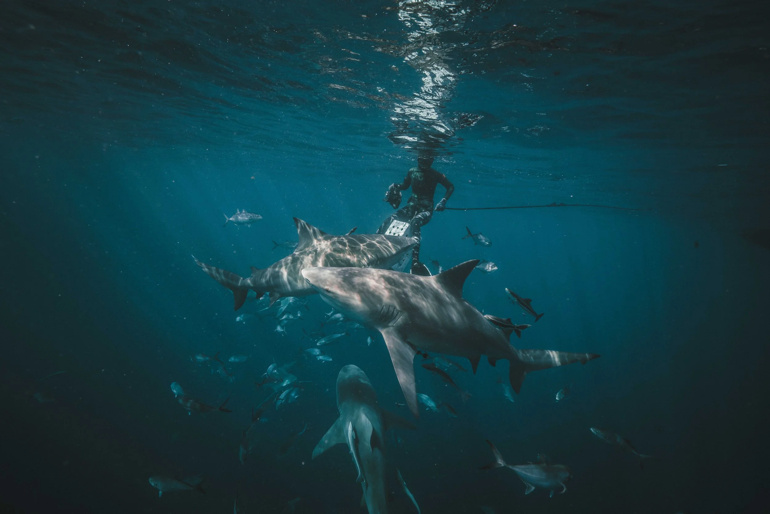A diver underwater with sharks and other fish swimming nearby.