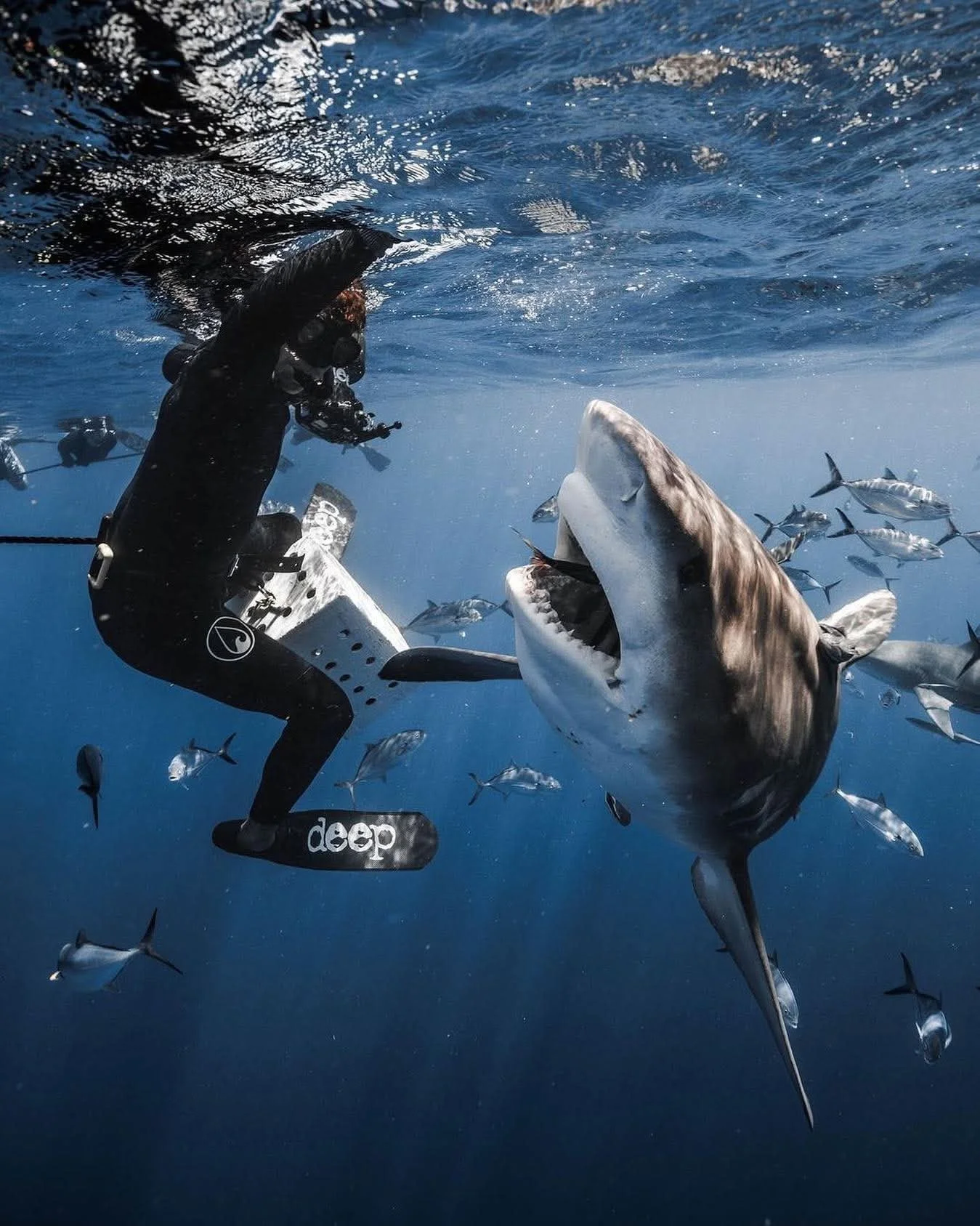 A scuba diver underwater near a great white shark surrounded by smaller fish.